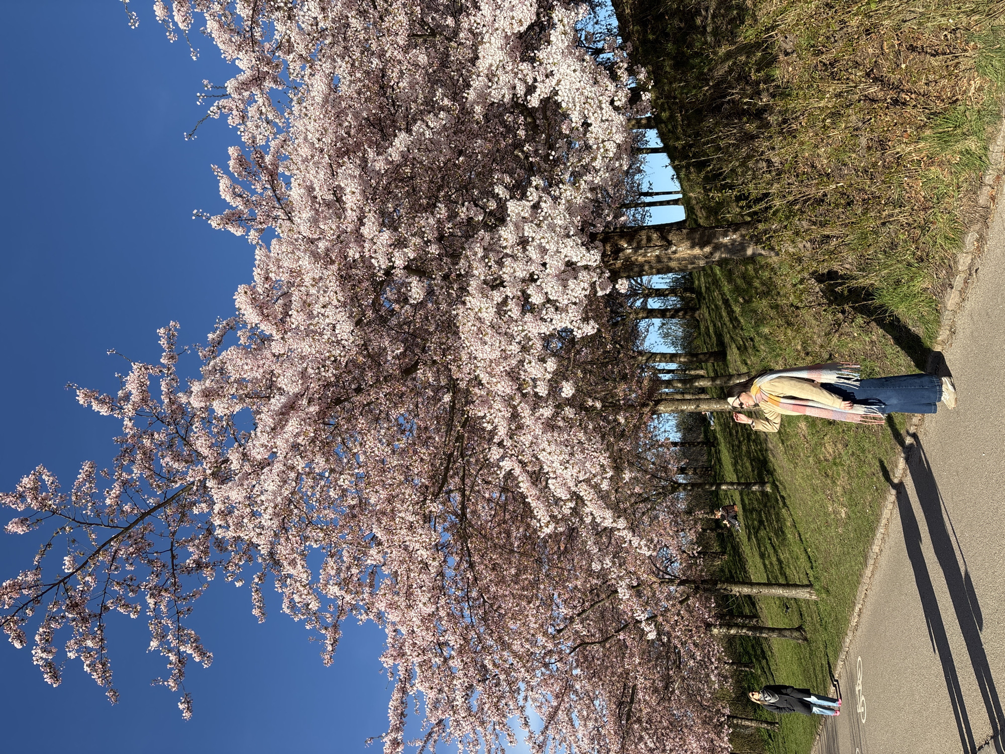 Cherry blossoms peak along Copenhagen avenue under clear skies