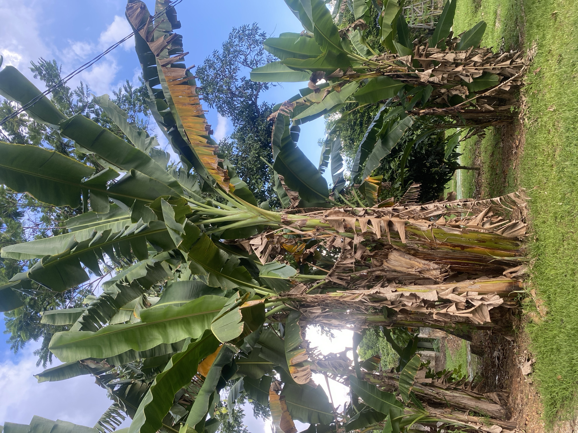 Scooter selfies and tropical greenery in Banjarbaru, Indonesia