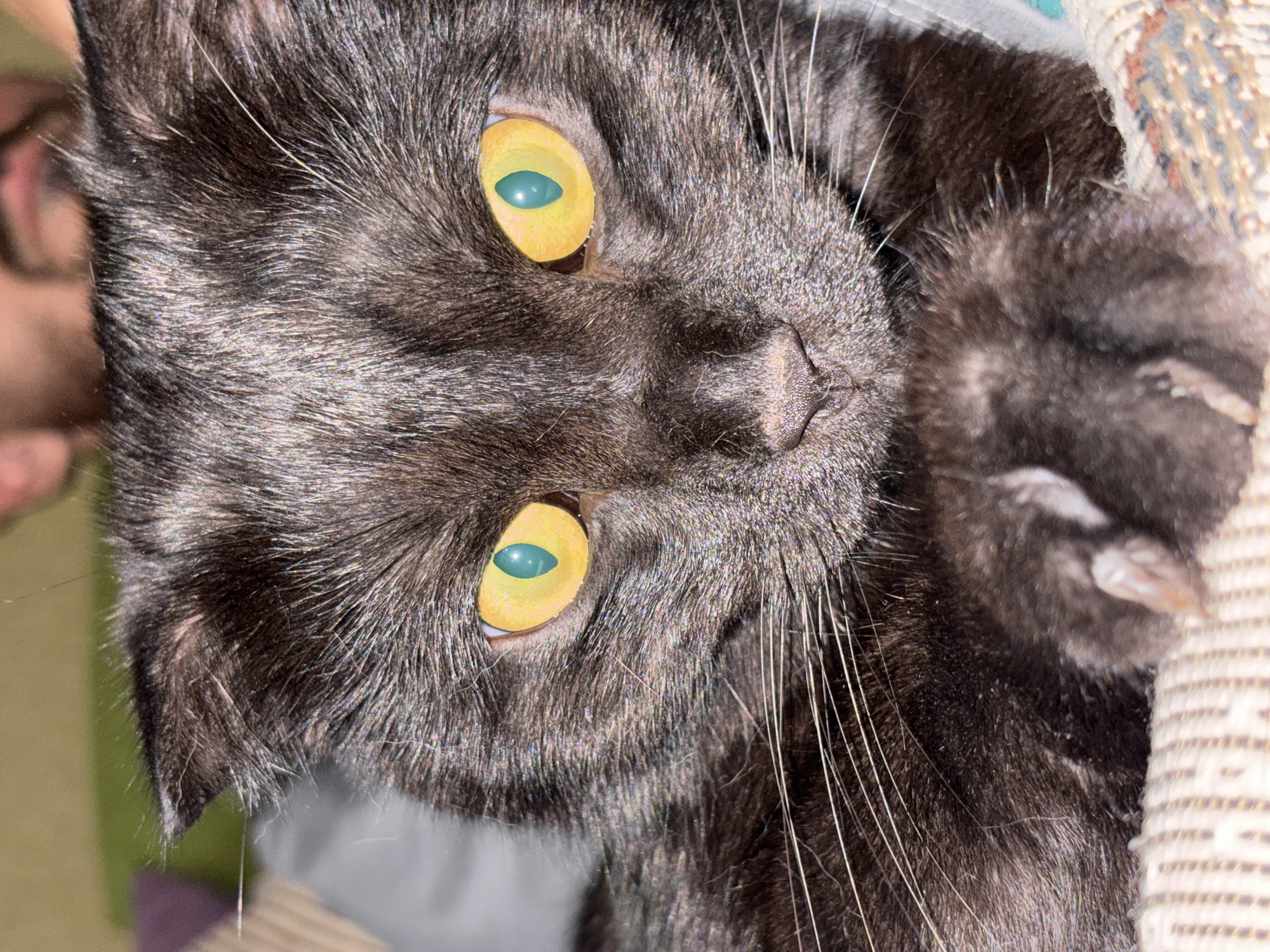 Close-up portraits of a dark cat in Orenburg