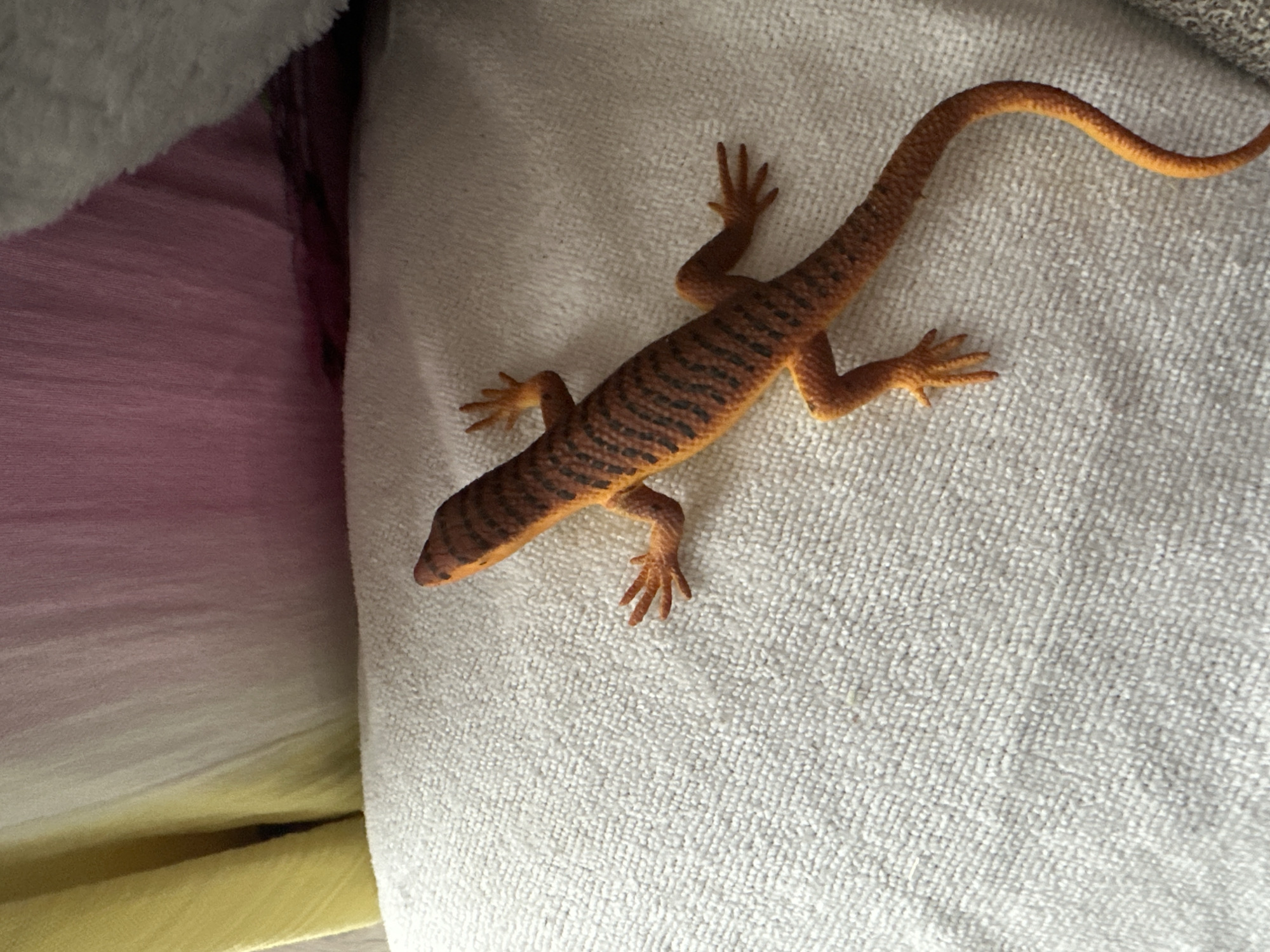 Leopard gecko explored around a Russian home alongside kids' toys