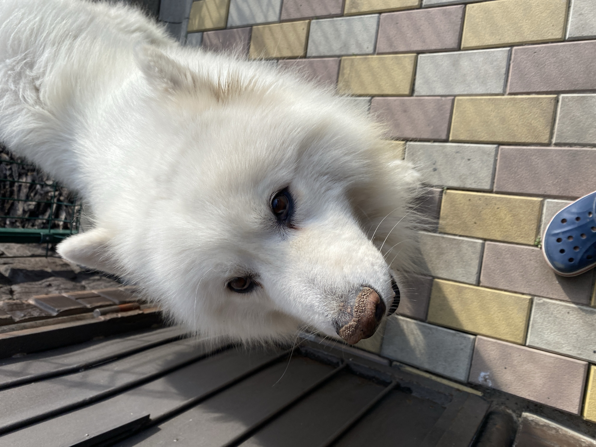 Two Samoyeds lounging outdoors, plus a blooming rosebud