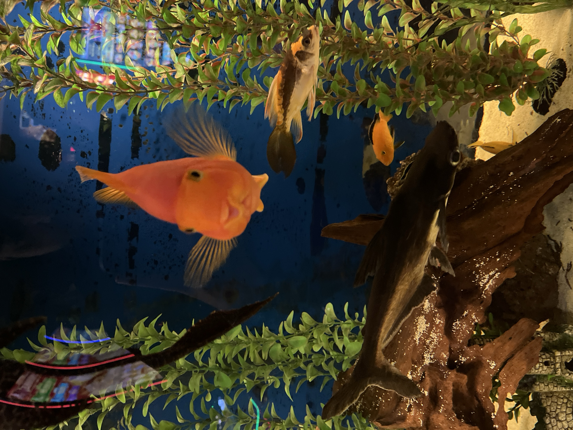 Mixed fish species observed in Vratsa aquarium