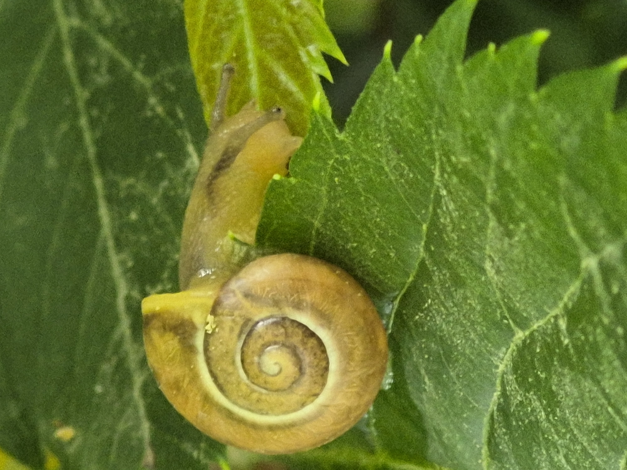 Close-up macro shots of snails and insects on leaves and twigs