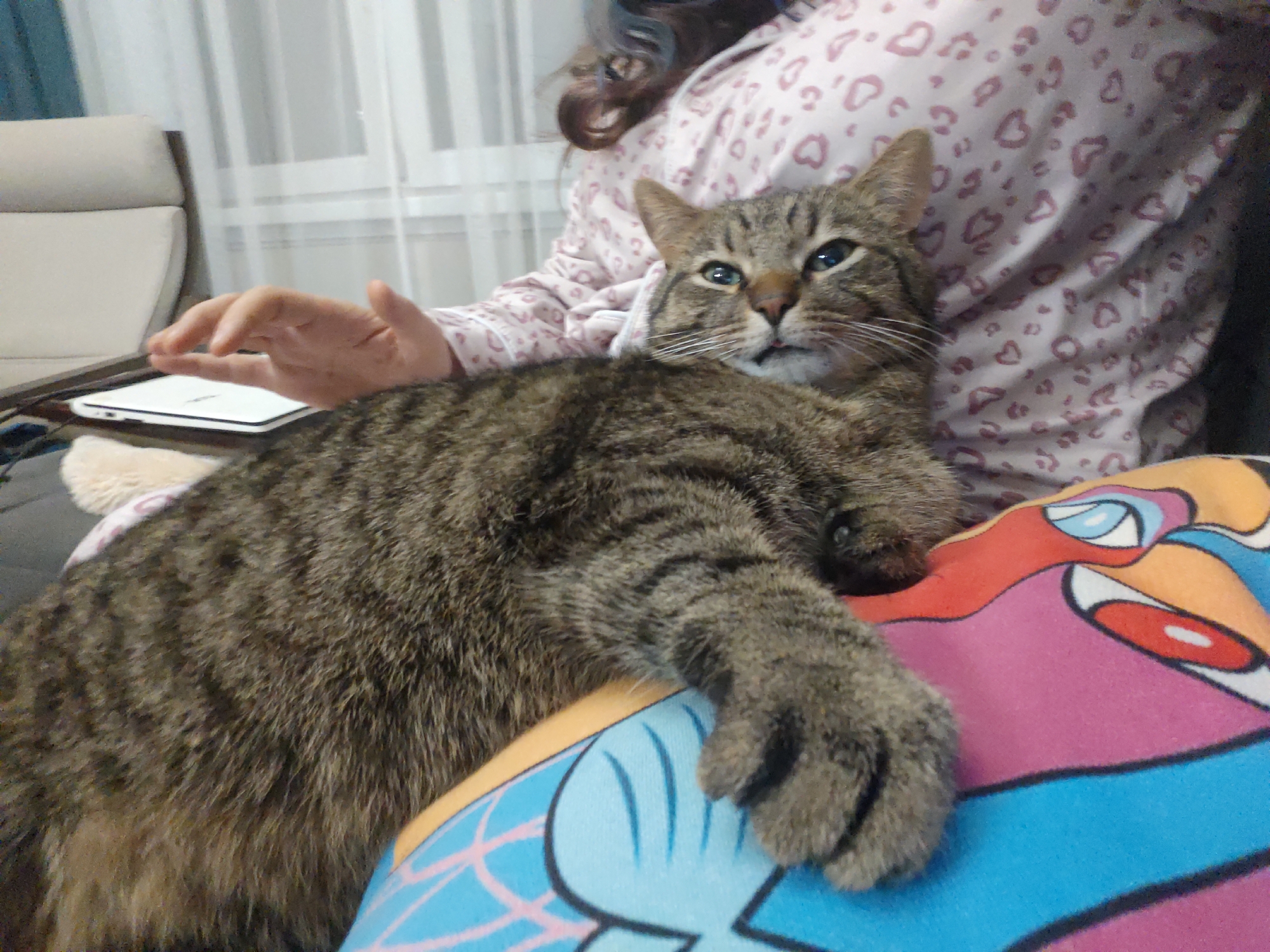 Cat owner documents lazy afternoon with tabby in Russia