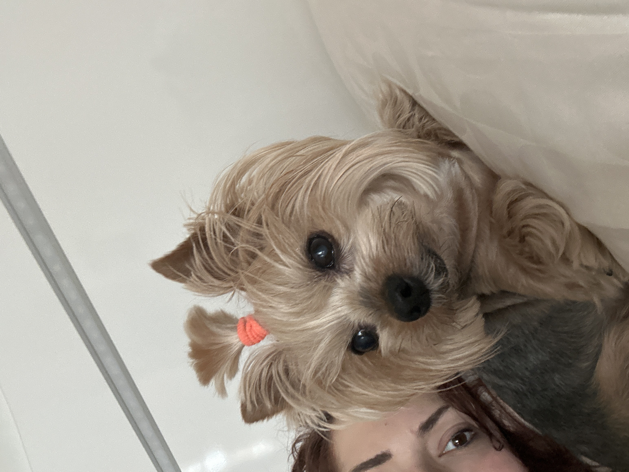 Yorkshire Terrier with orange hair tie photographed in Sofia