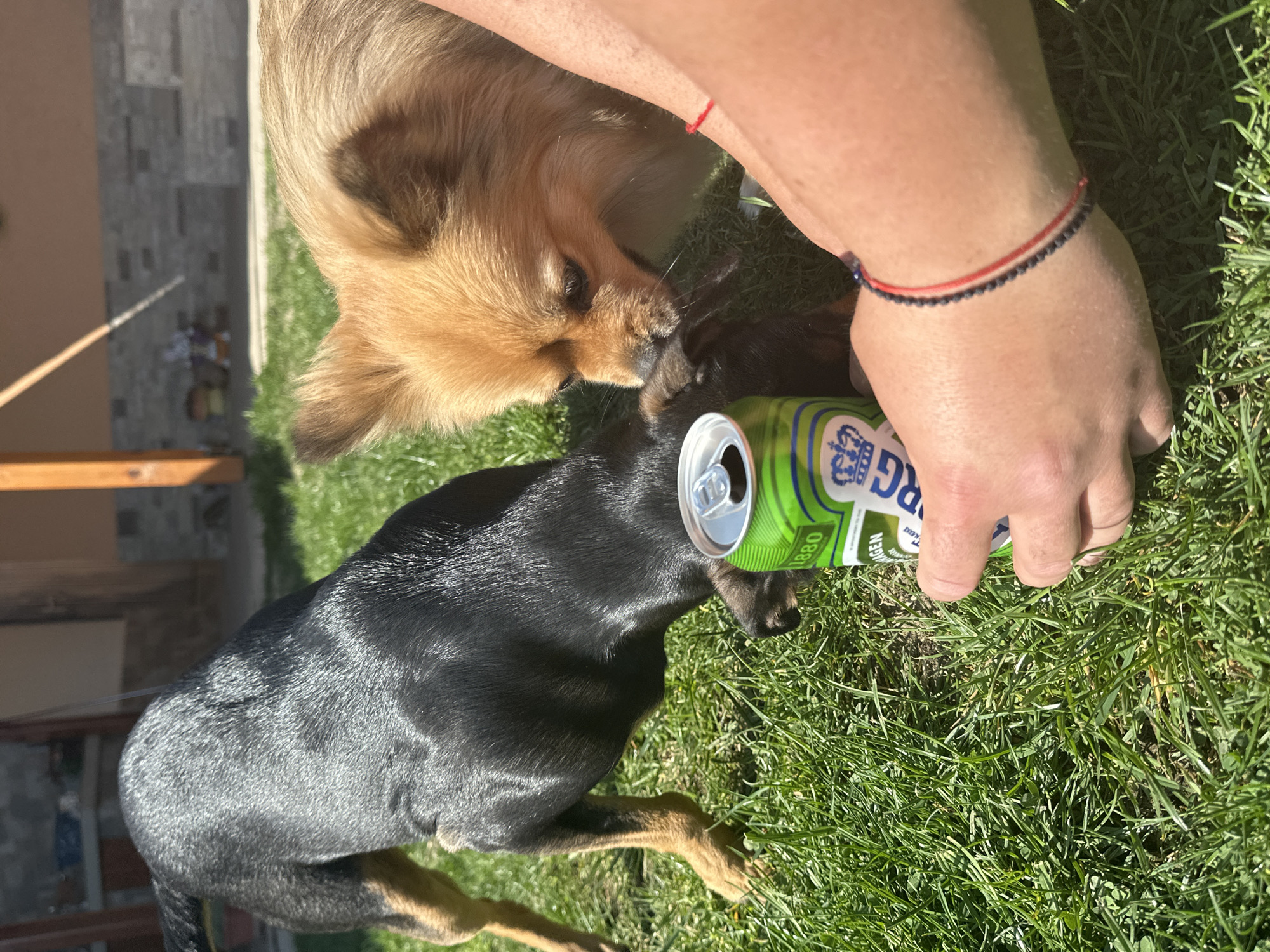 Dogs play on lawn in Manole, Bulgaria morning
