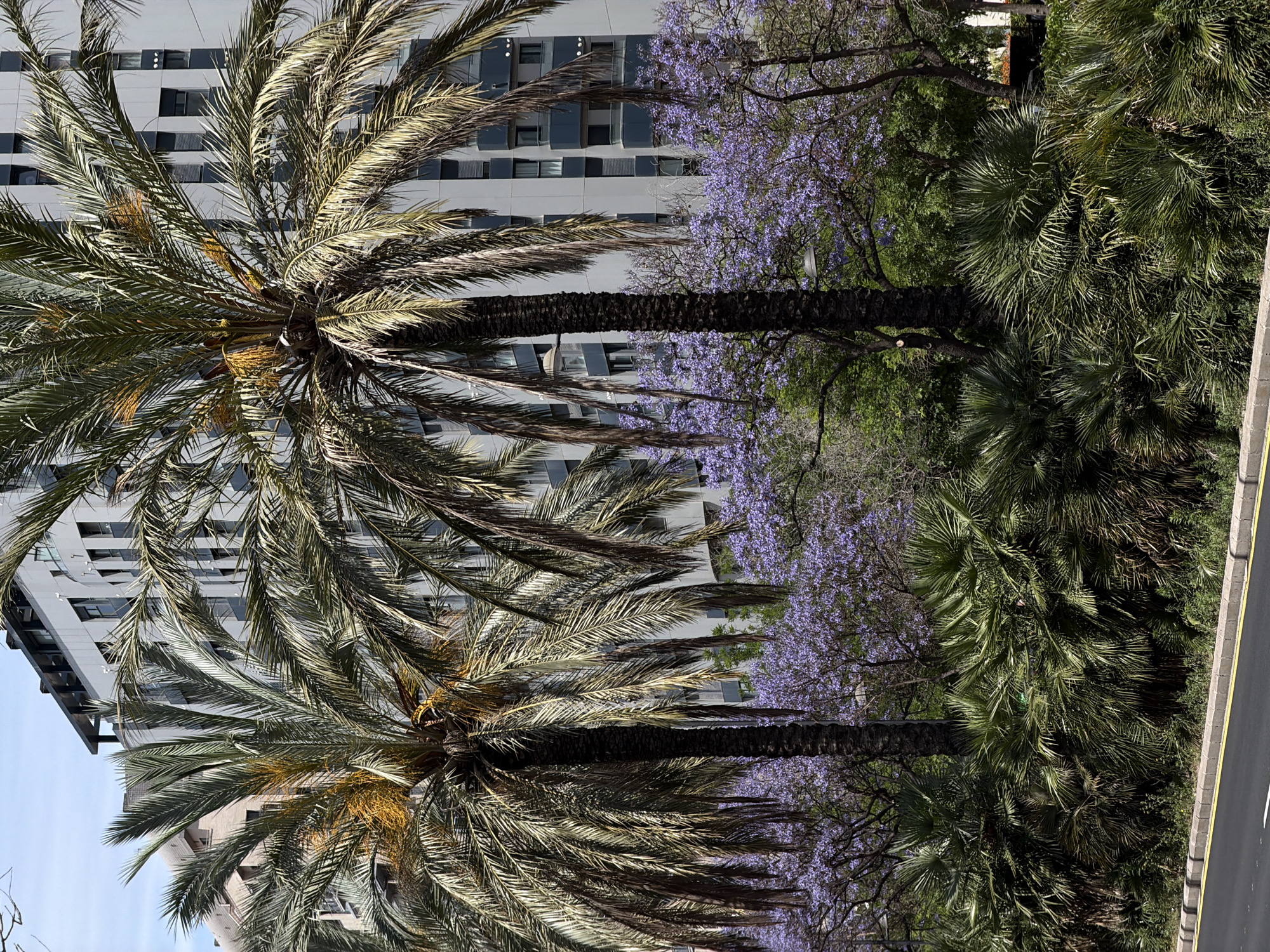 Palm trees photographed against Valencia cityscape backdrop