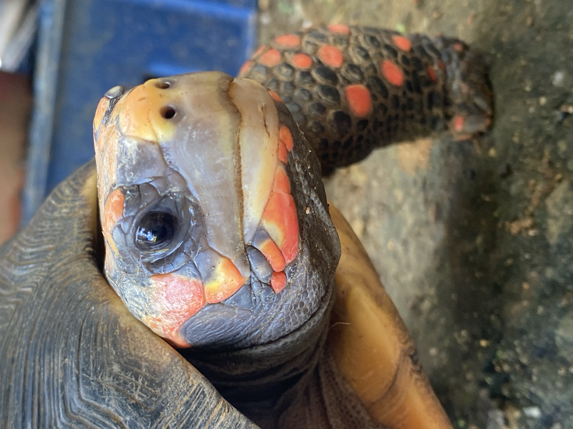 Wildlife photography session documents tortoise, cat, chicken in Tinaquillo