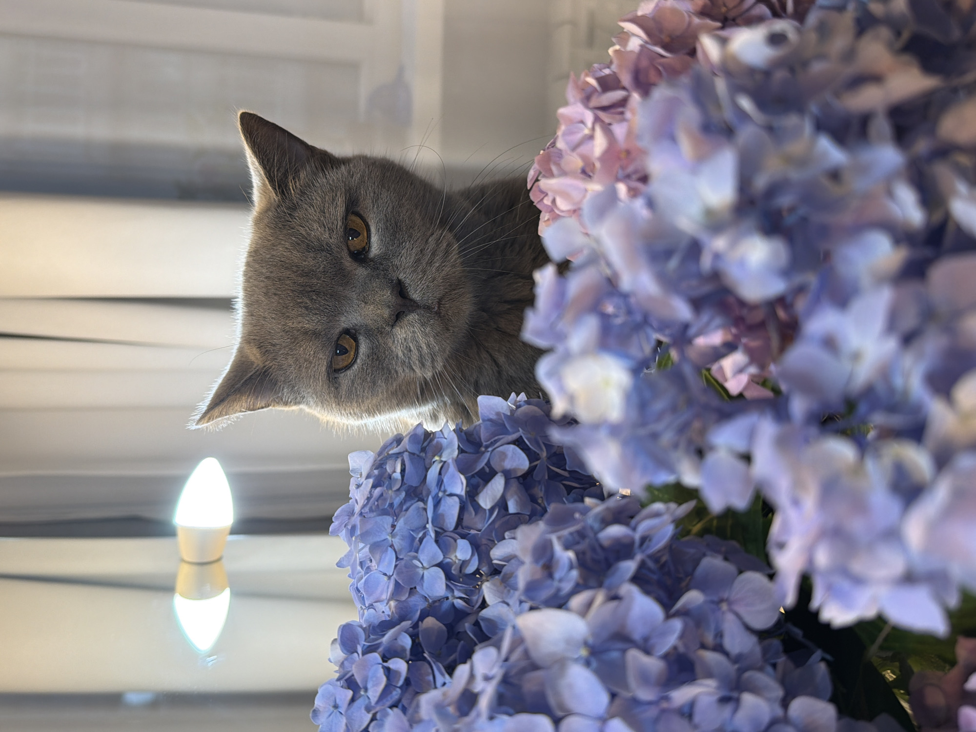 Cat, selfies, and rainy Sochi streets on a grey morning