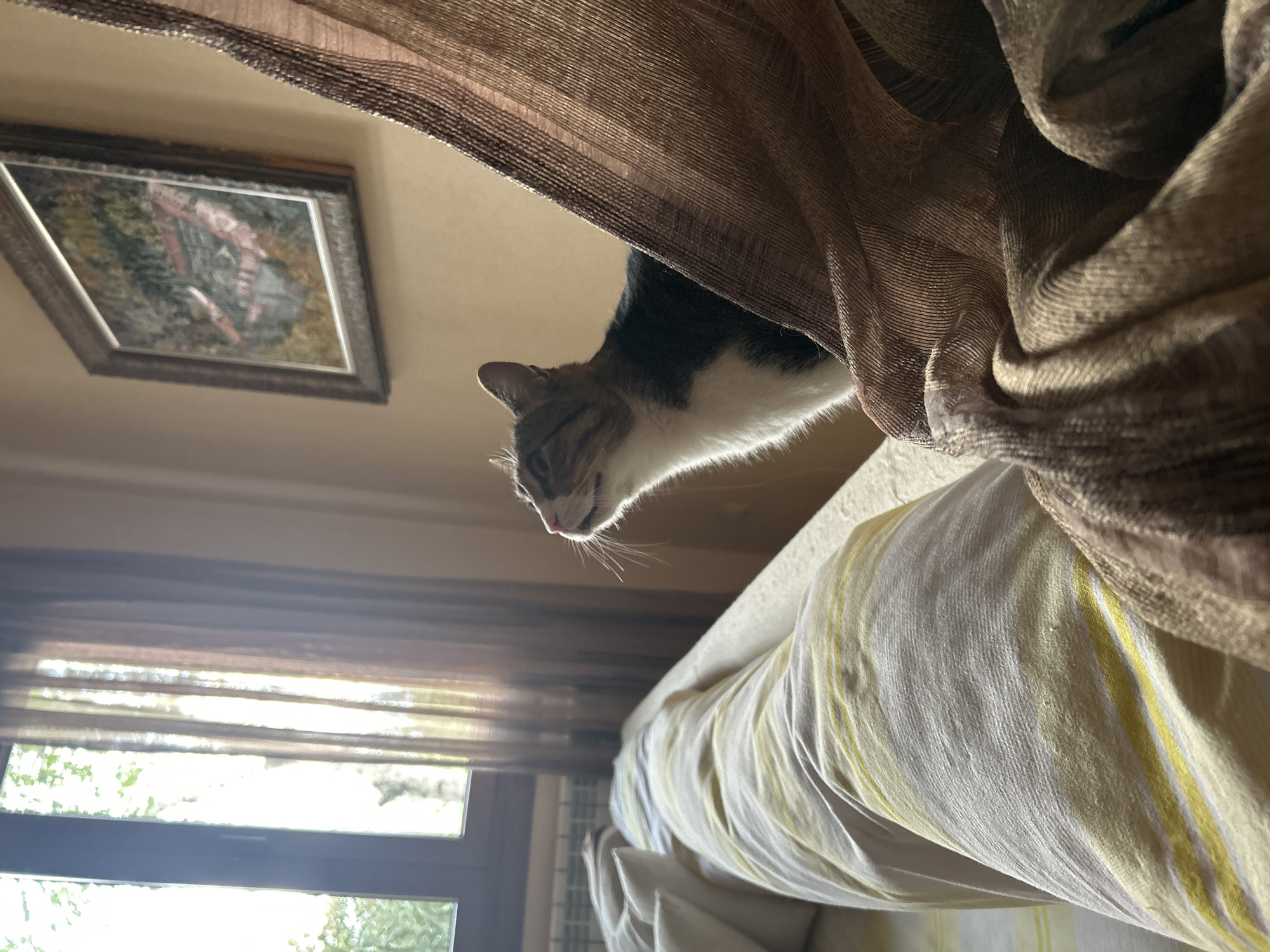 Cat observed in residential room with striped bedding