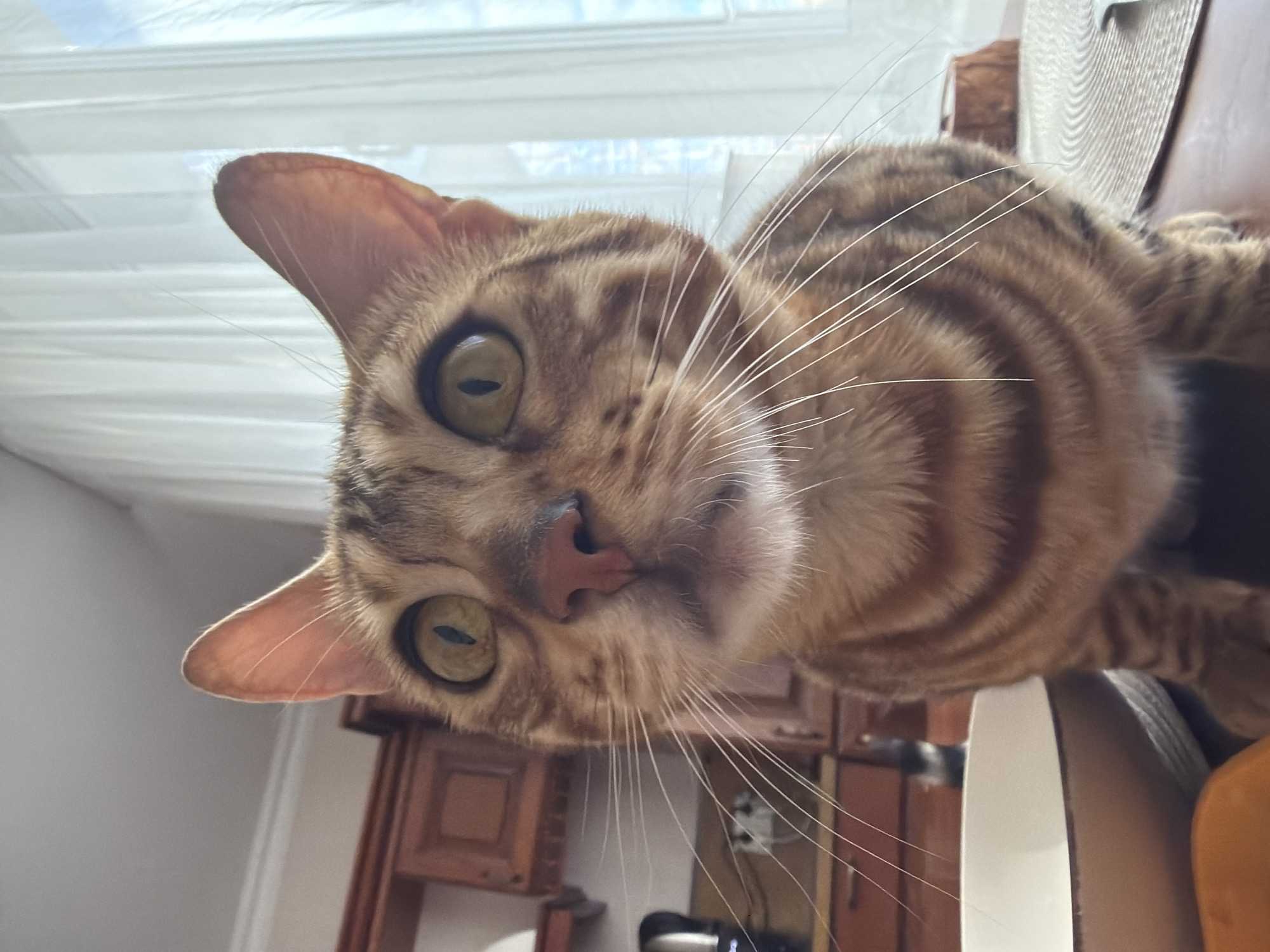 Bengal cat photographed on wooden cabinet in Krasnoyarsk