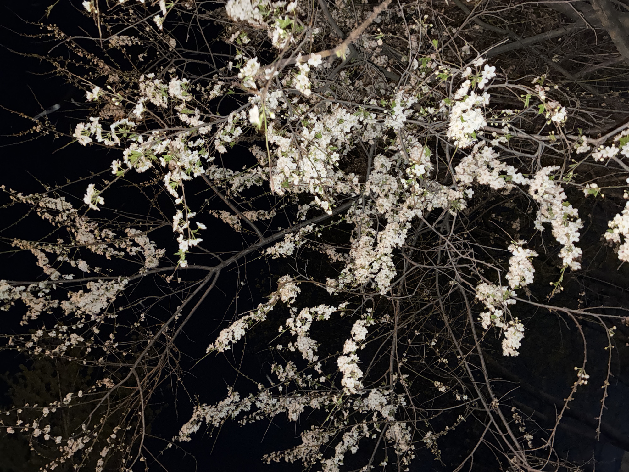 Blooming tree and quirky selfie captured during evening hours