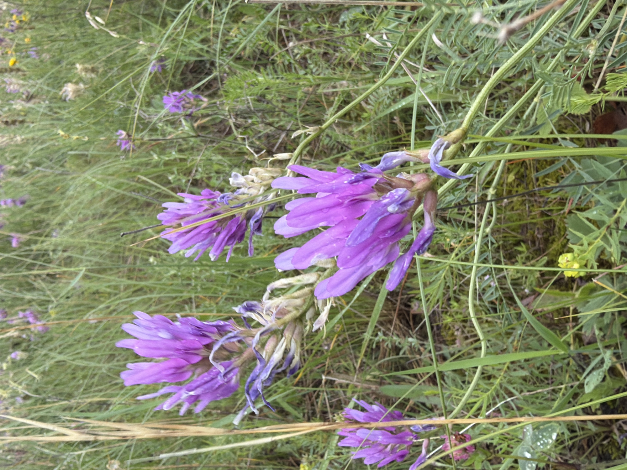 Wildflowers and strawberries along a rural Russian roadside