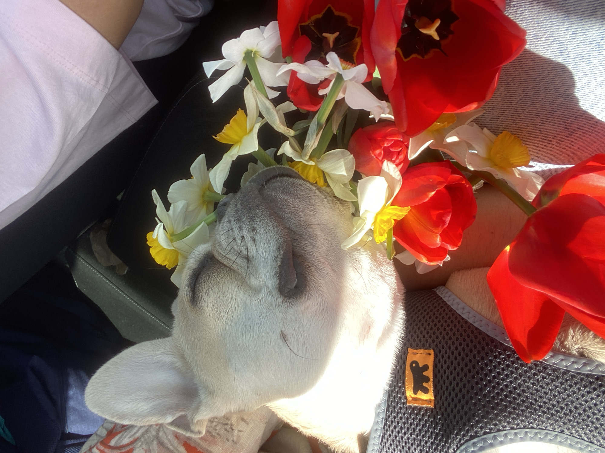 French bulldog rests adorned with spring flowers in Varna