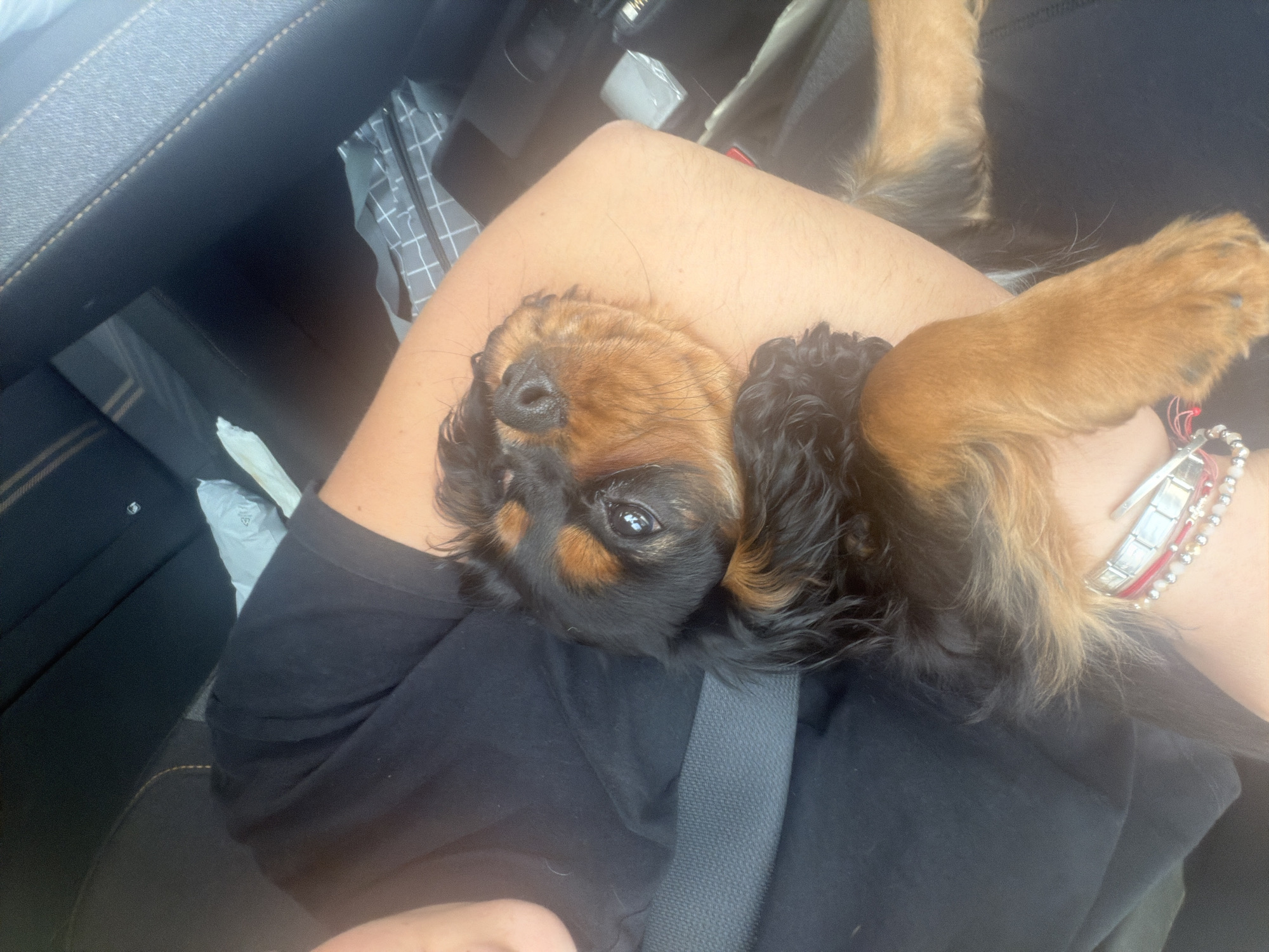 Puppy rests on passenger's lap in vehicle in Mexico
