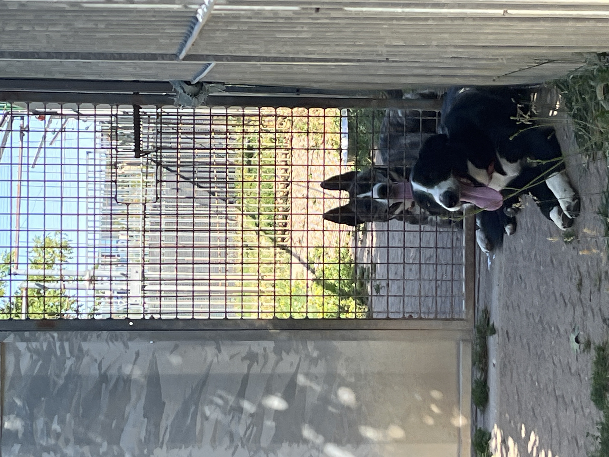 Dogs out on a warm afternoon in rural Belgium