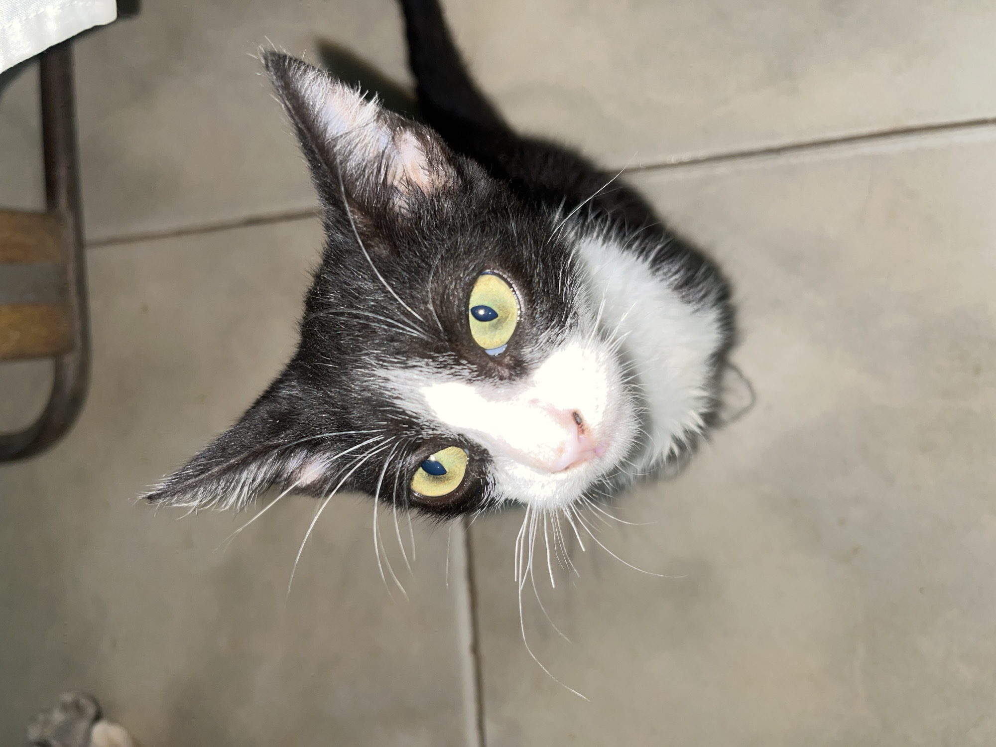 Tuxedo cat photographed multiple times in Tinaquillo evening setting