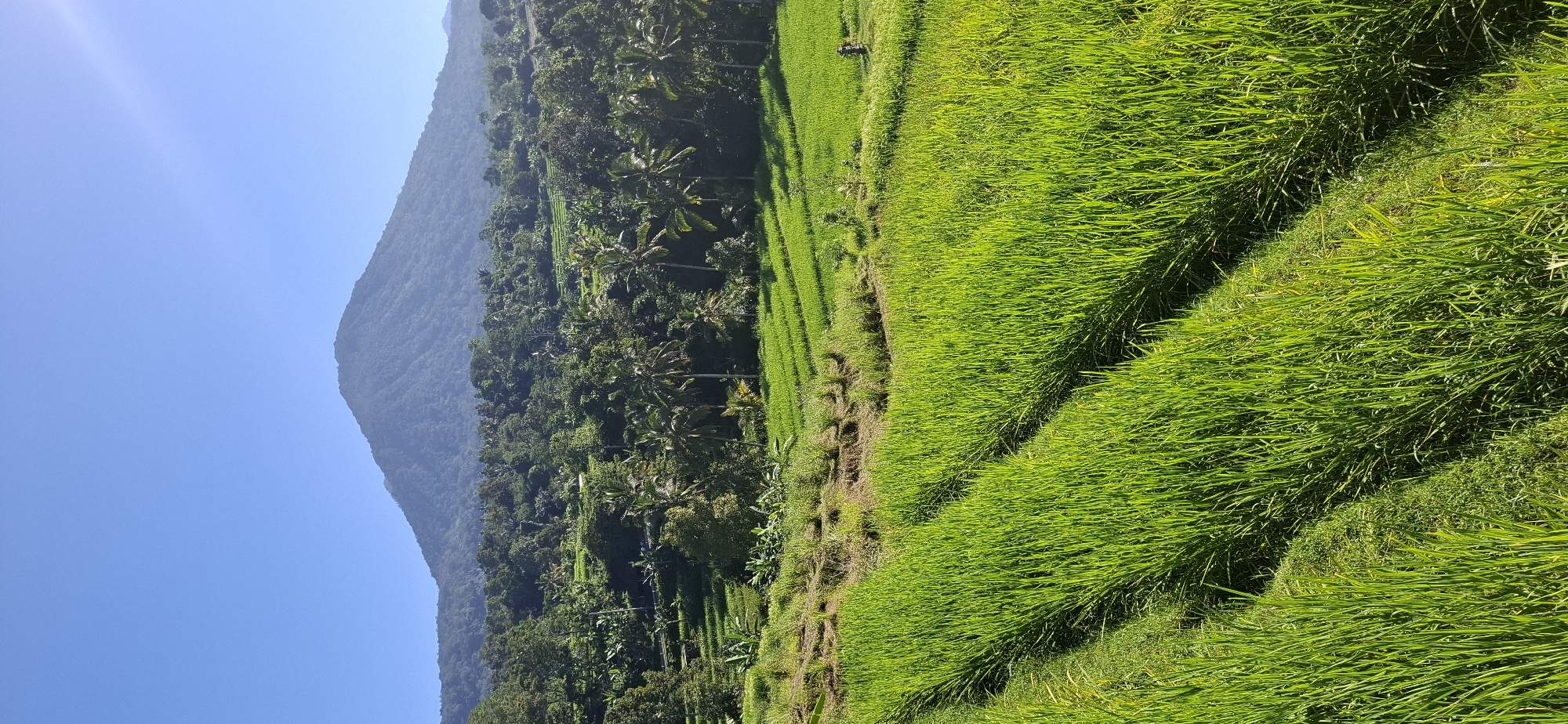 Green rice terraces documented in sunny Penebel, Indonesia
