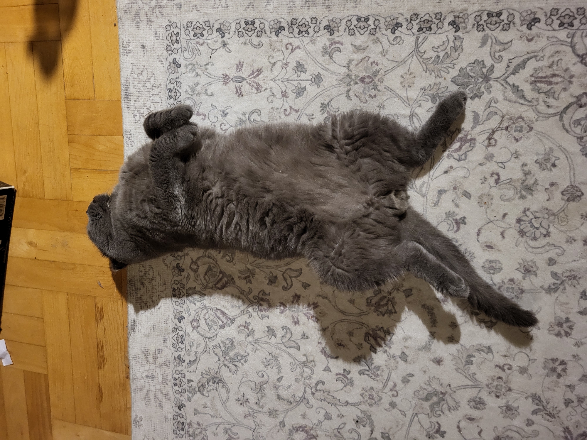Inside the Gentle World of the Scottish Fold