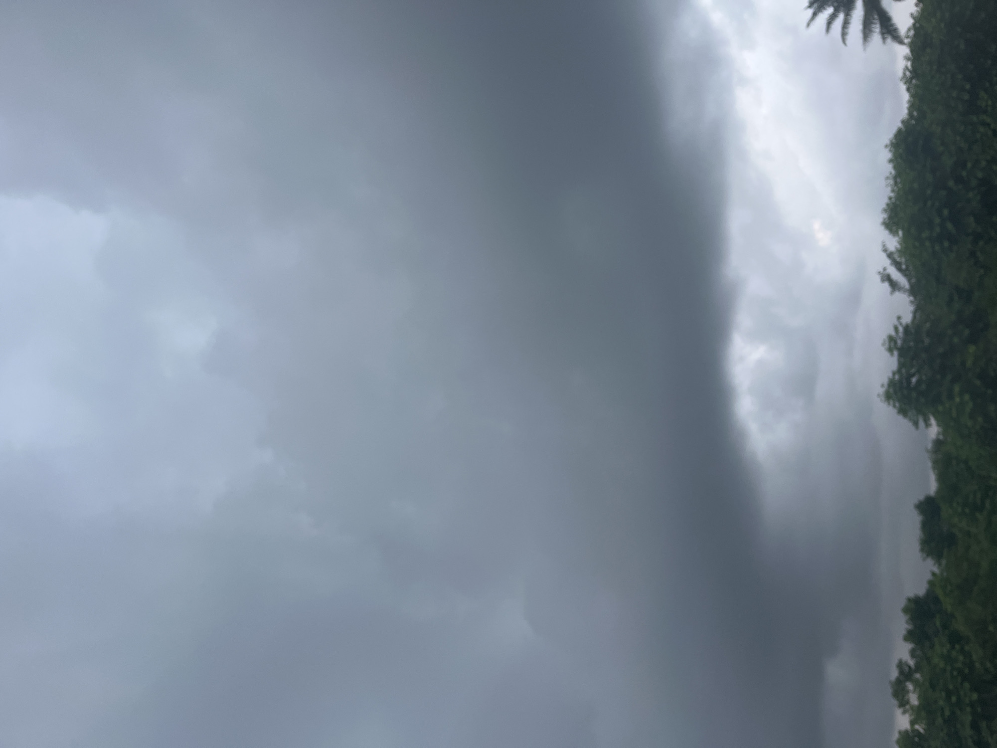 Storm clouds gather over lush green treetops