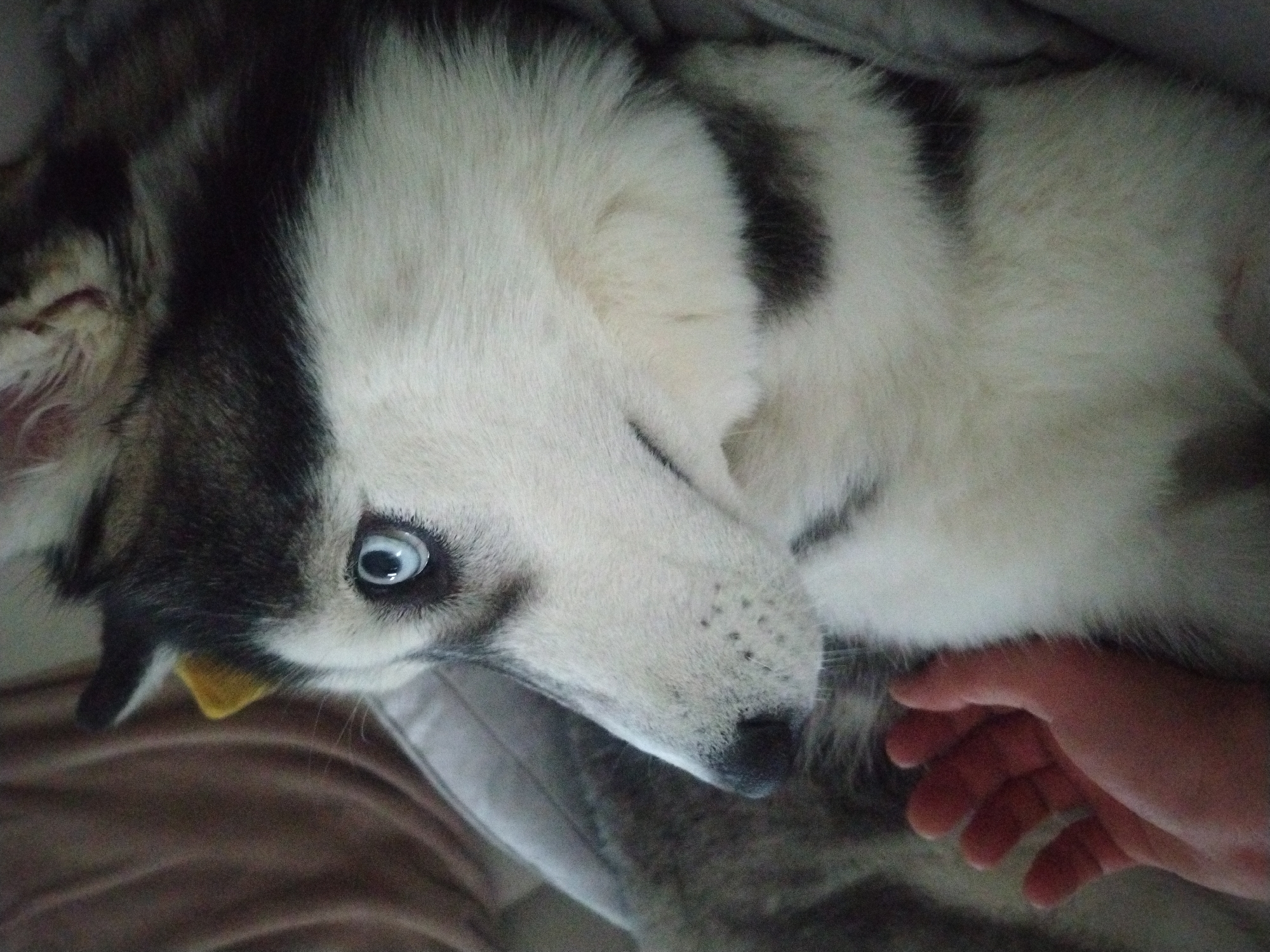 Husky dog rests with human companion in Crauthem