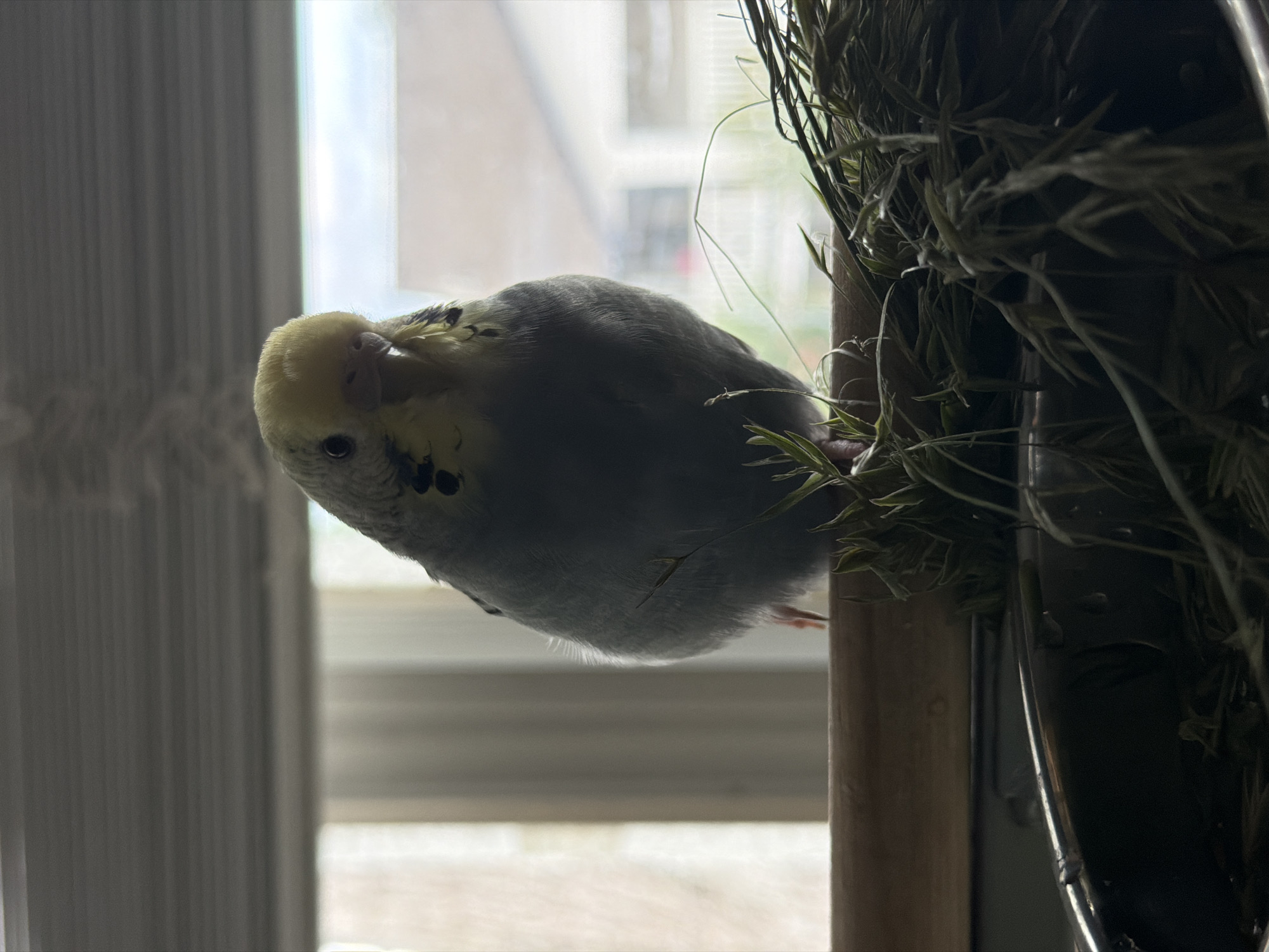 Colorful budgerigars at home in Alpharetta