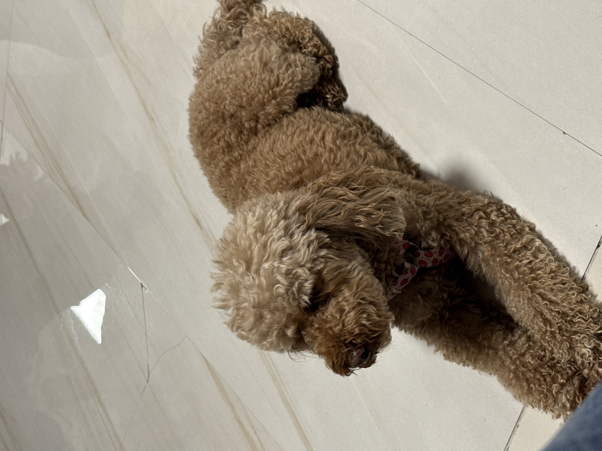 Poodle rests on floor as owner reaches out