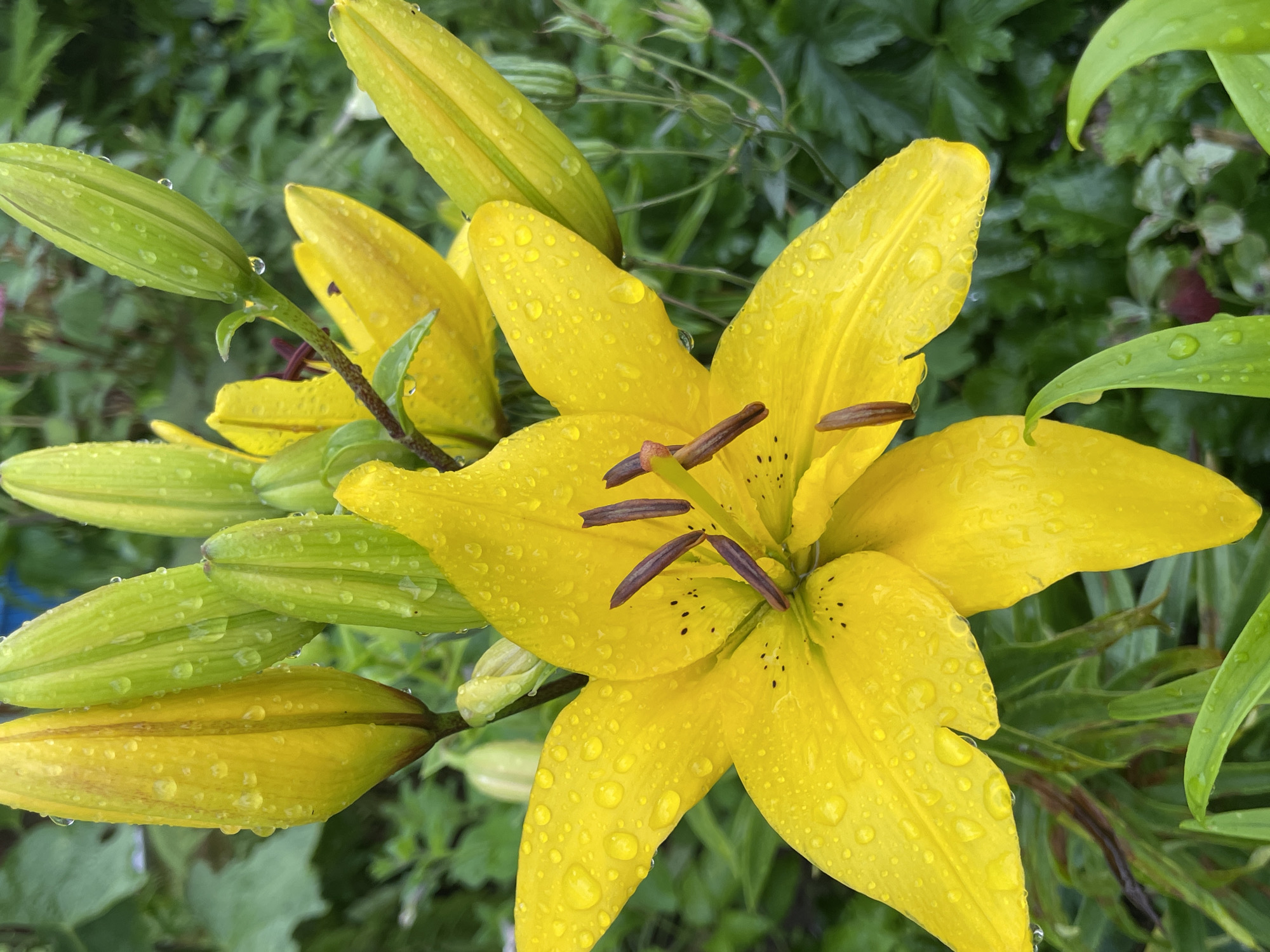 Rain-touched garden flowers and stormy dusk skies in rural Russia.