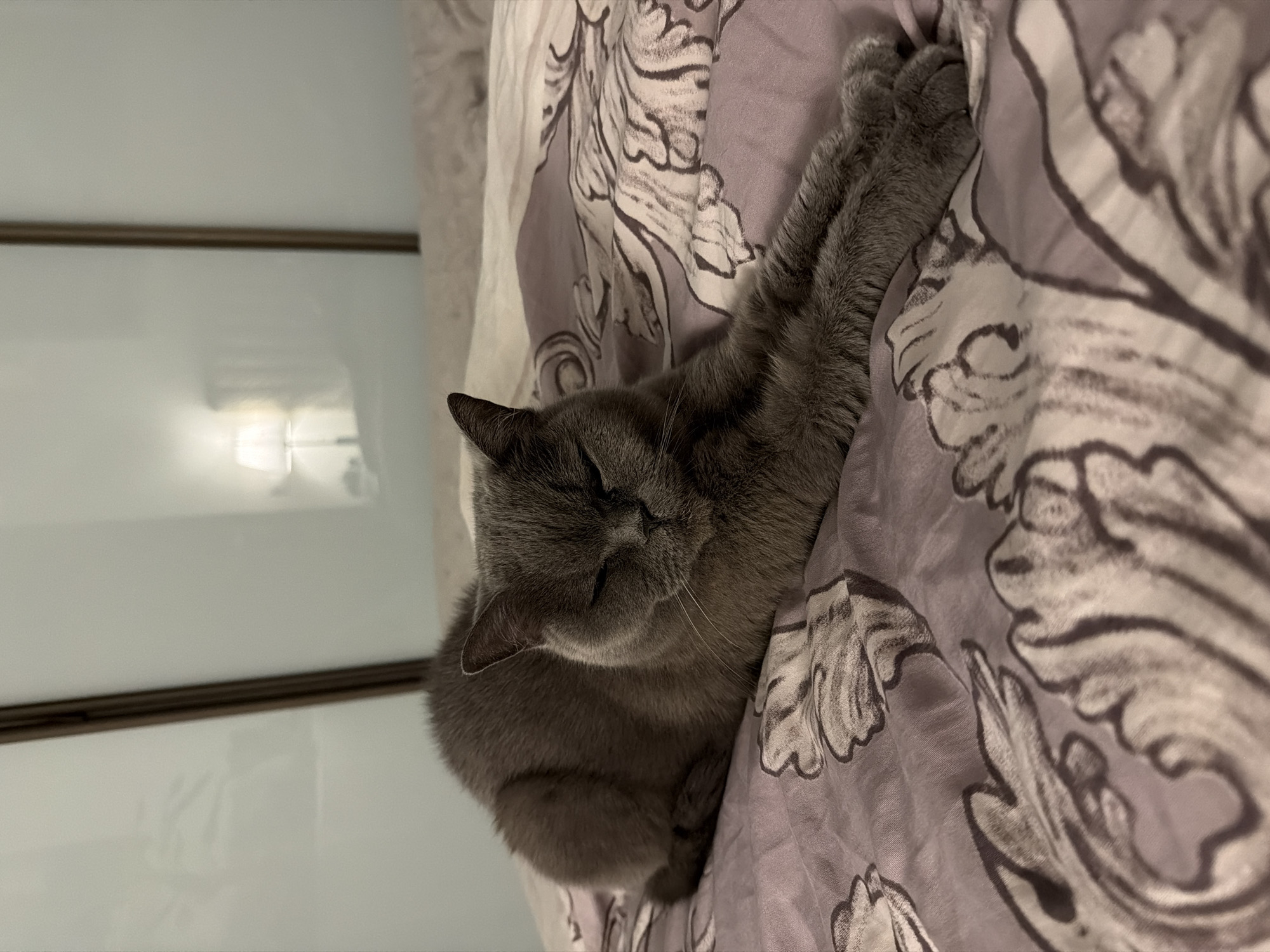 Gray cat sleeps on floral bedspread in Riga
