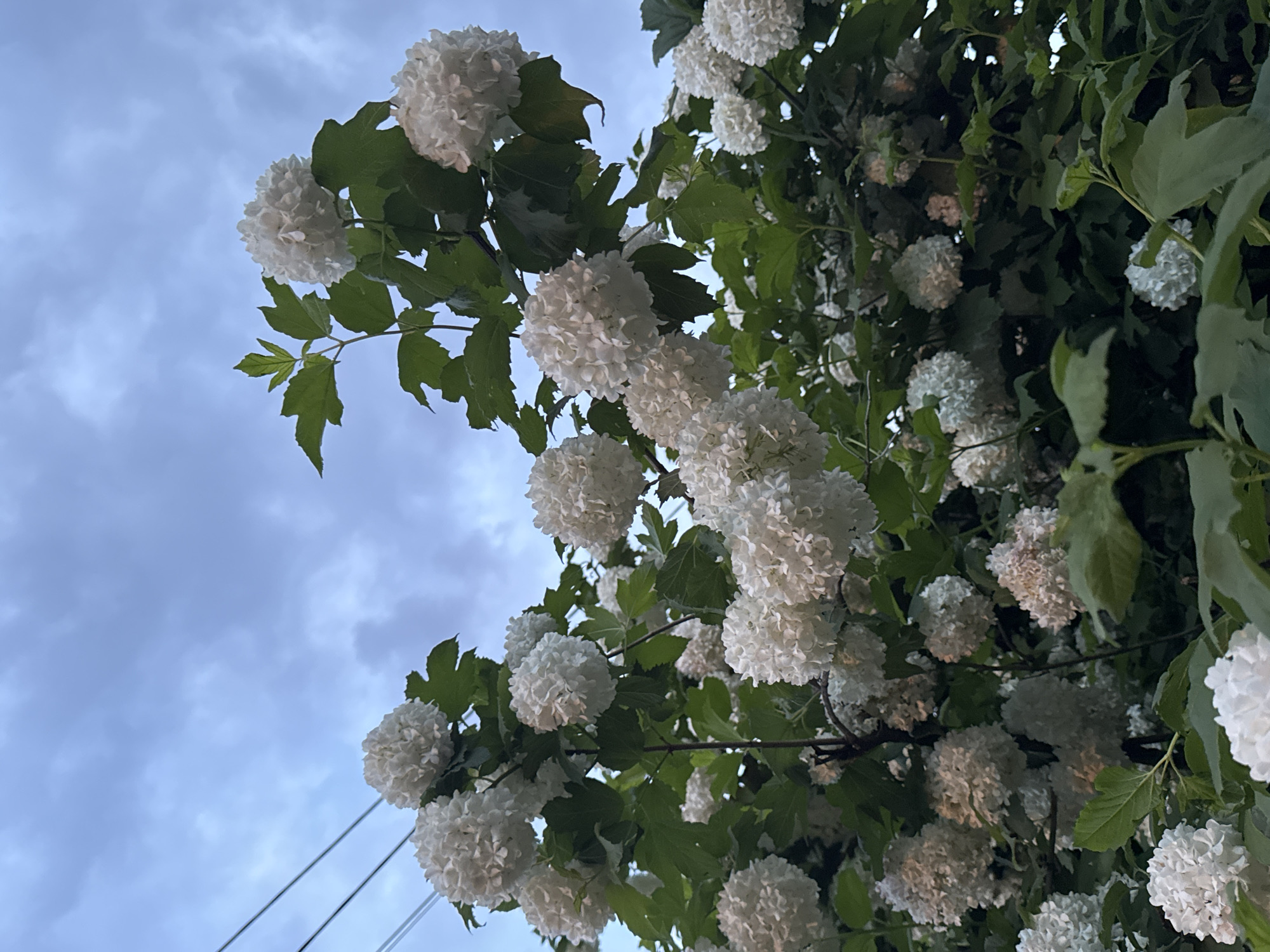 Evening suburban life documented in Shcherbinka residential district