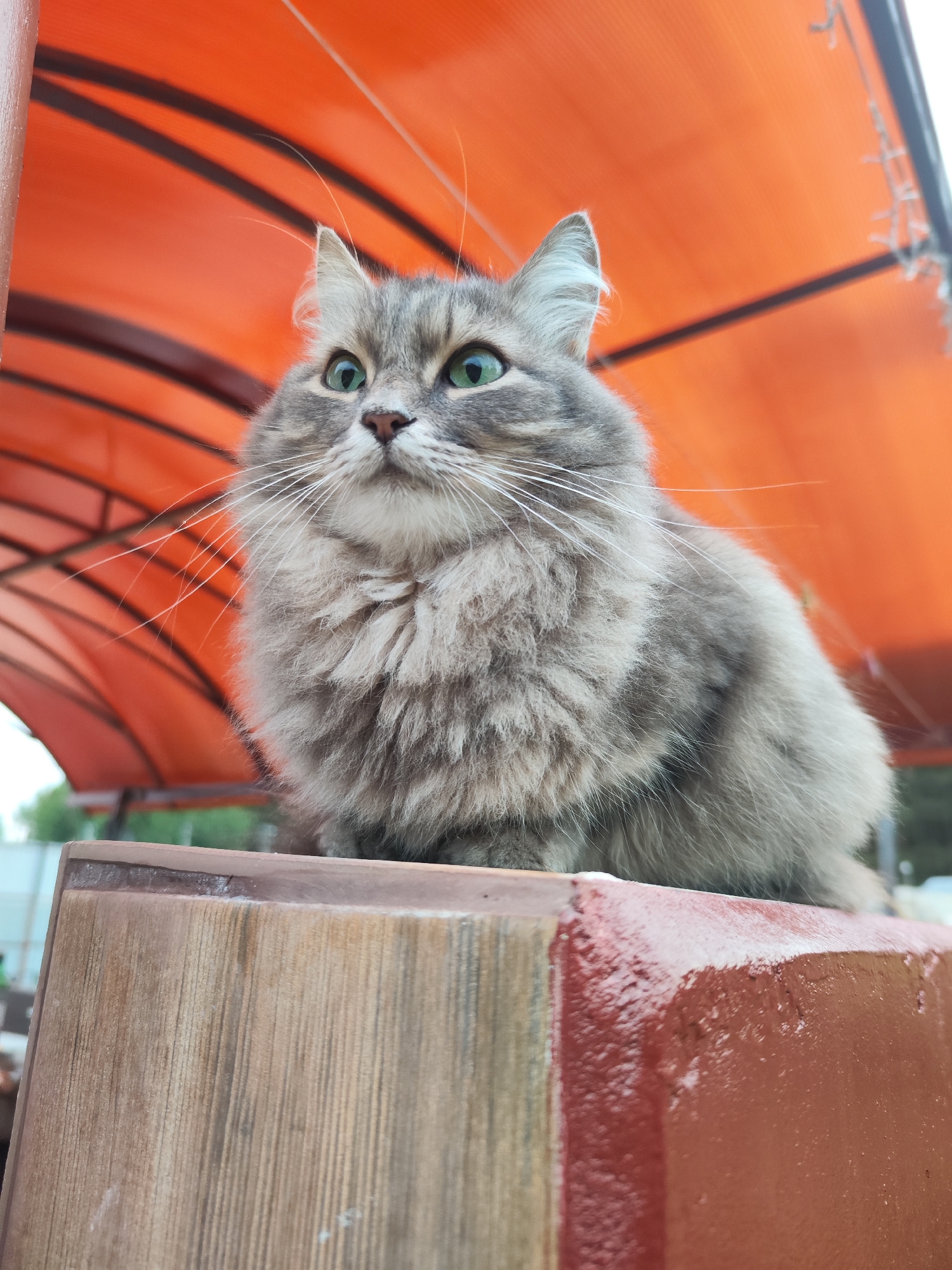 Grey cat spotted on wooden furniture in Chaikovsky, Russia
