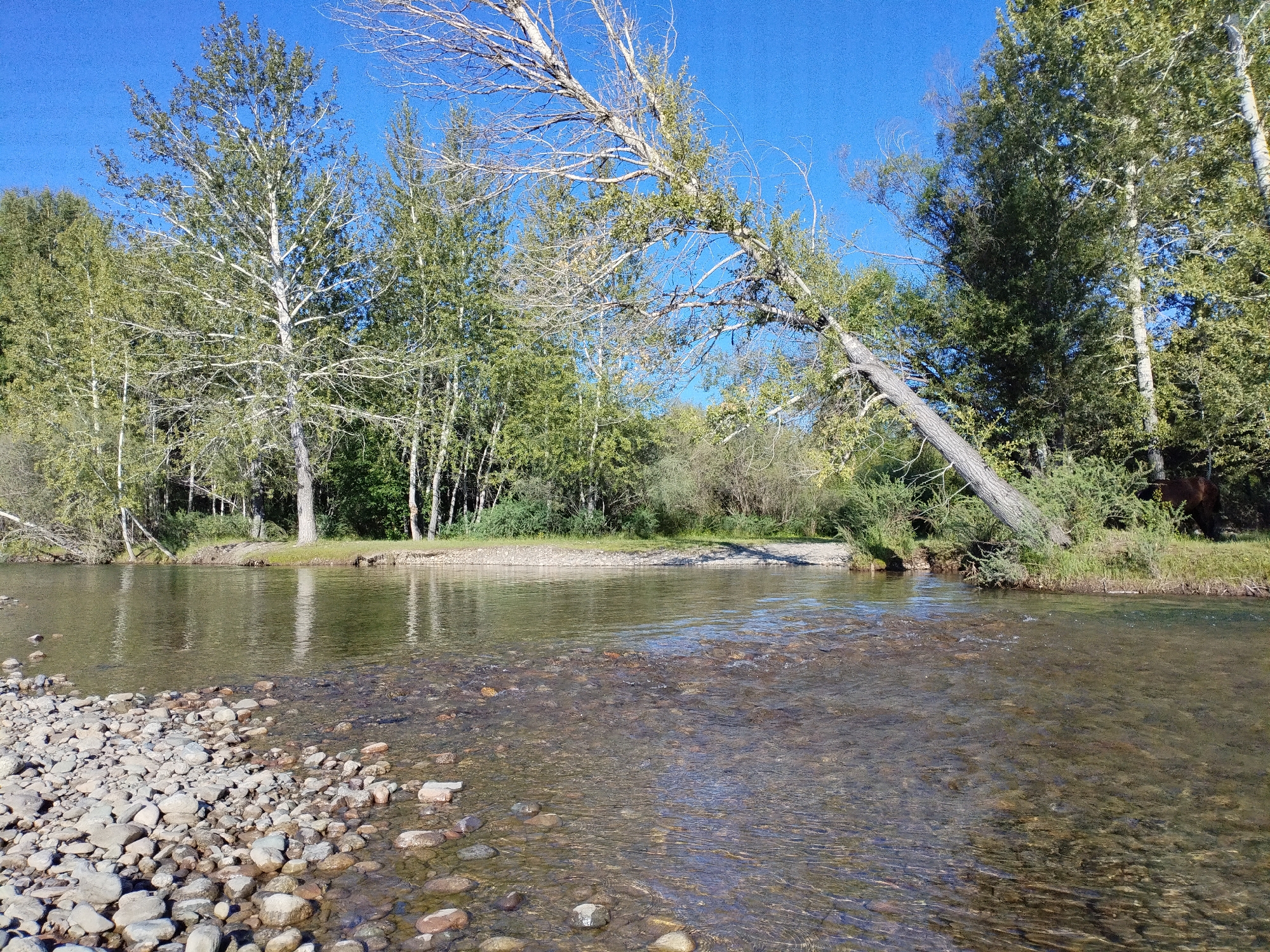 Calm river and grazing horses in a sunlit natural setting