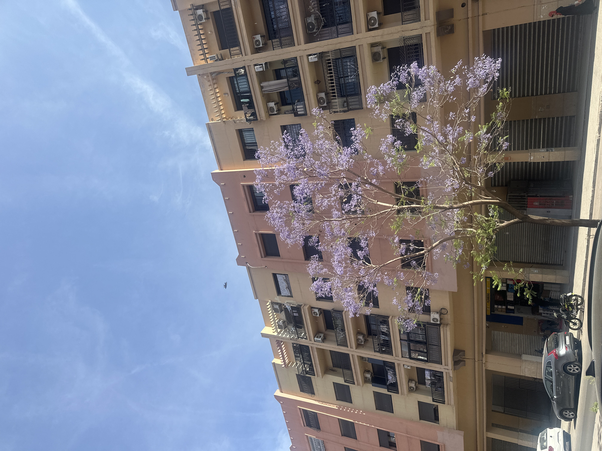 Jacaranda tree blooms purple on Marrakesh street