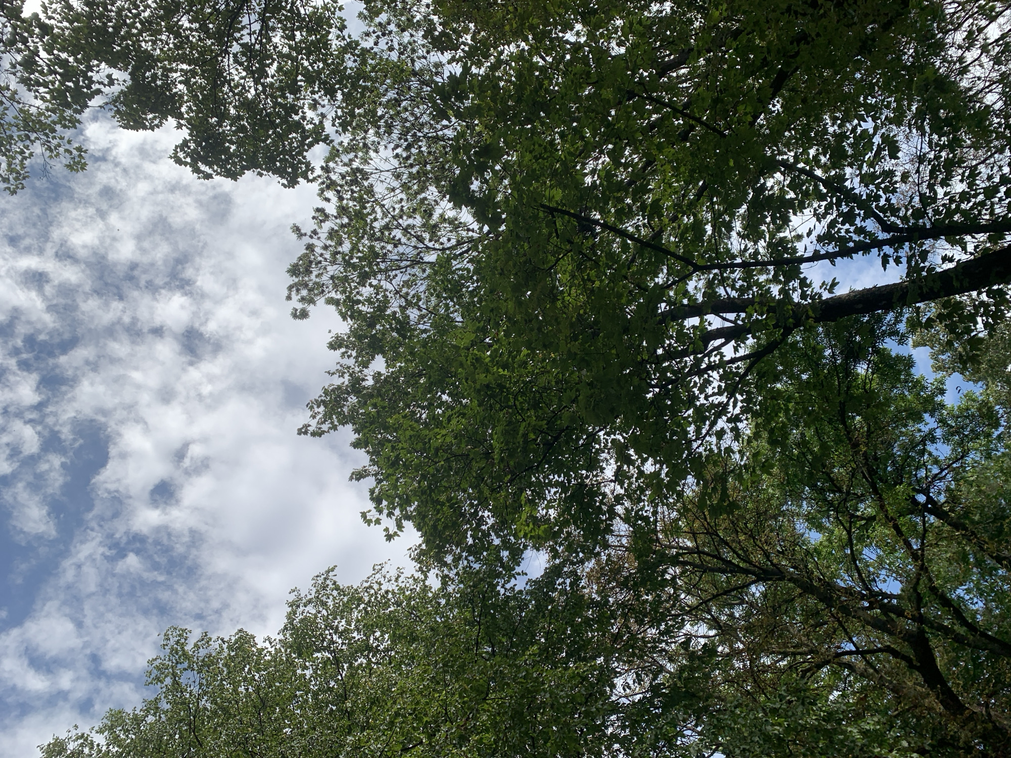 Wandering through a lush Lviv park on a summer morning