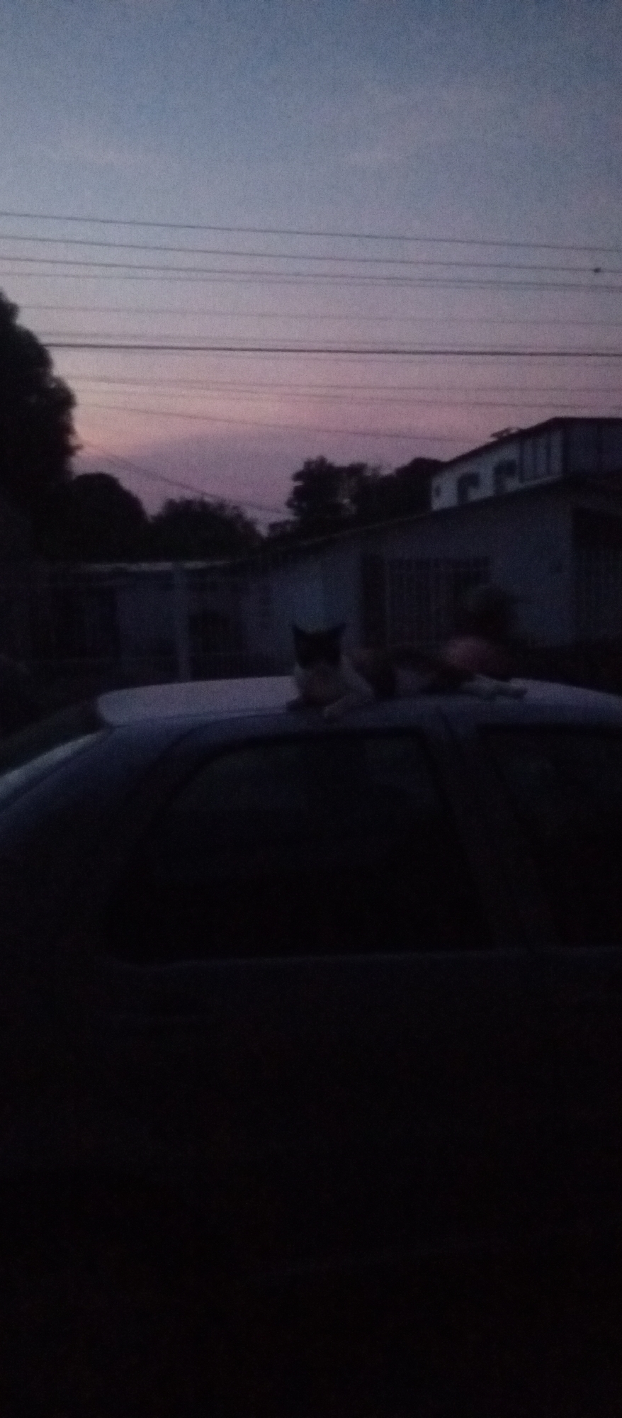 Domestic life documented in Tinaquillo: cats, plants, cooking, cycling