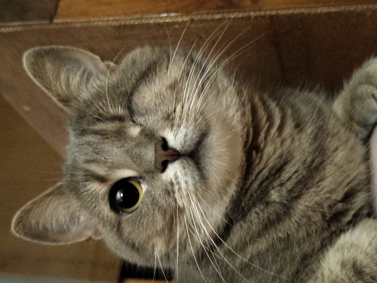 Grey tabby caught mid-wink in close-up