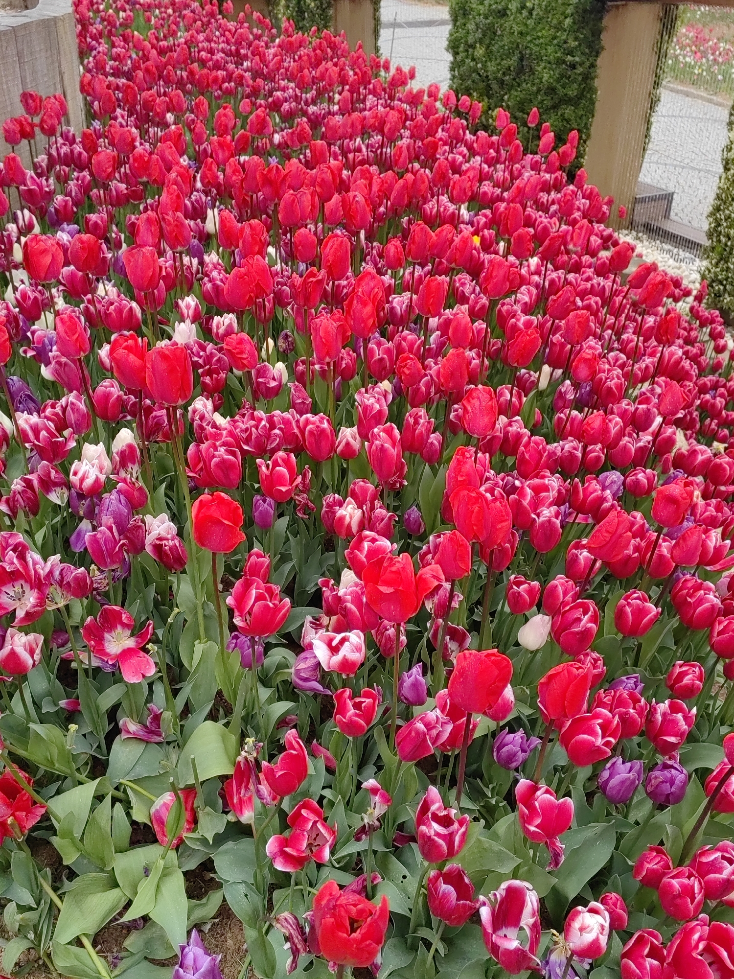 Vibrant tulip display documented in bloom across Sarıyer gardens