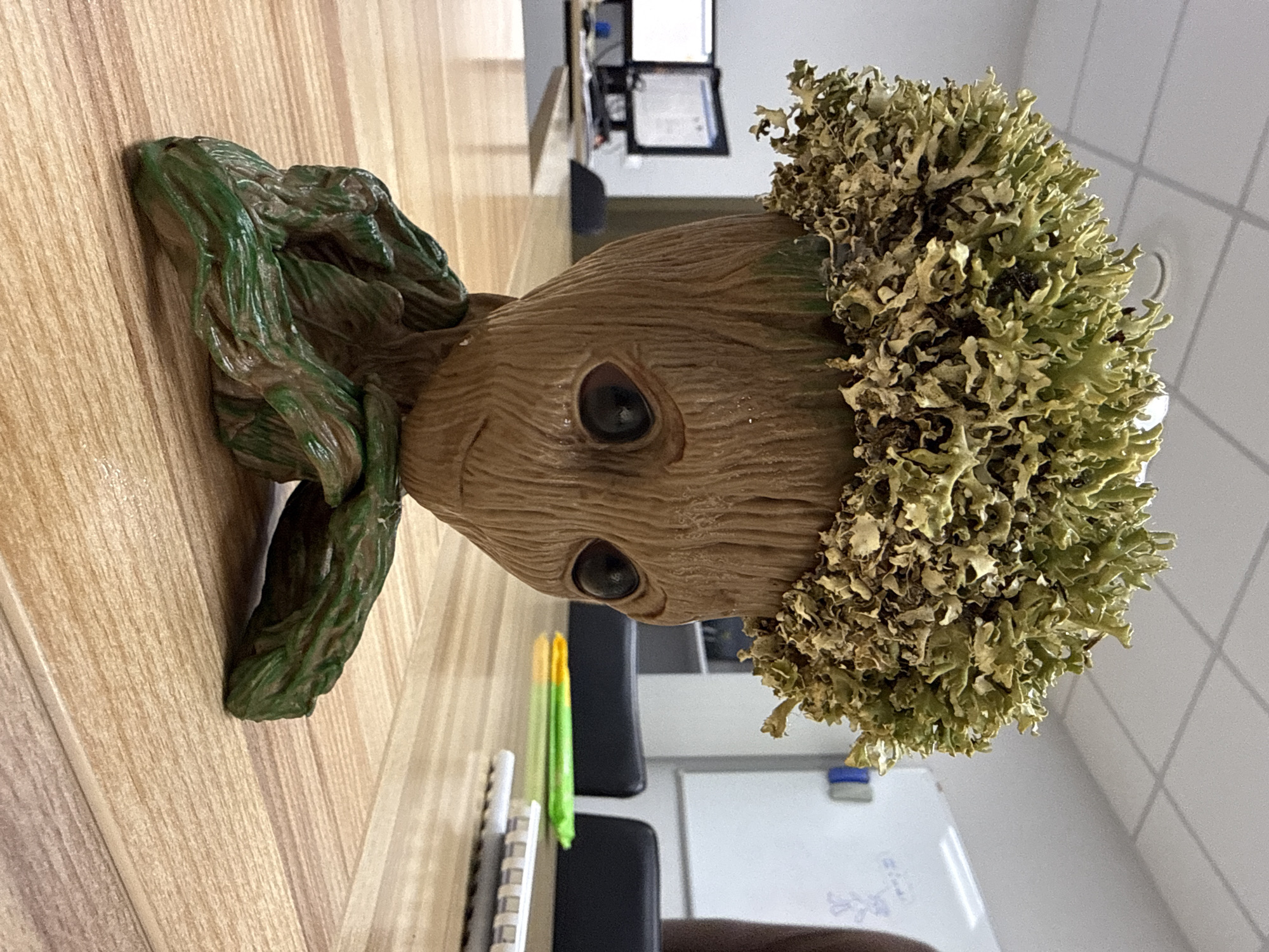 Groot-themed office planter spotted in Krasnoyarsk workplace