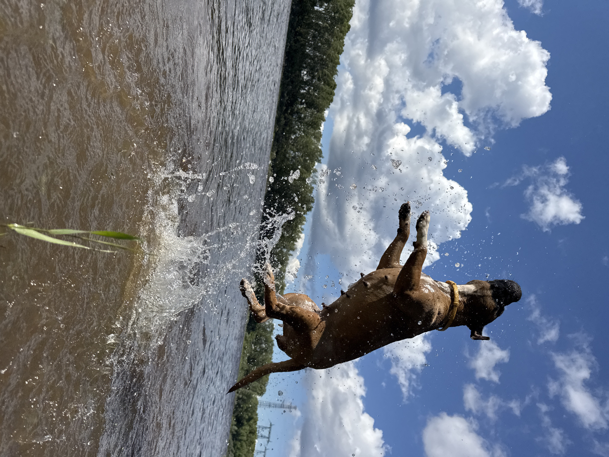 Dog splashing in water and strawberry picking in Chaikovsky