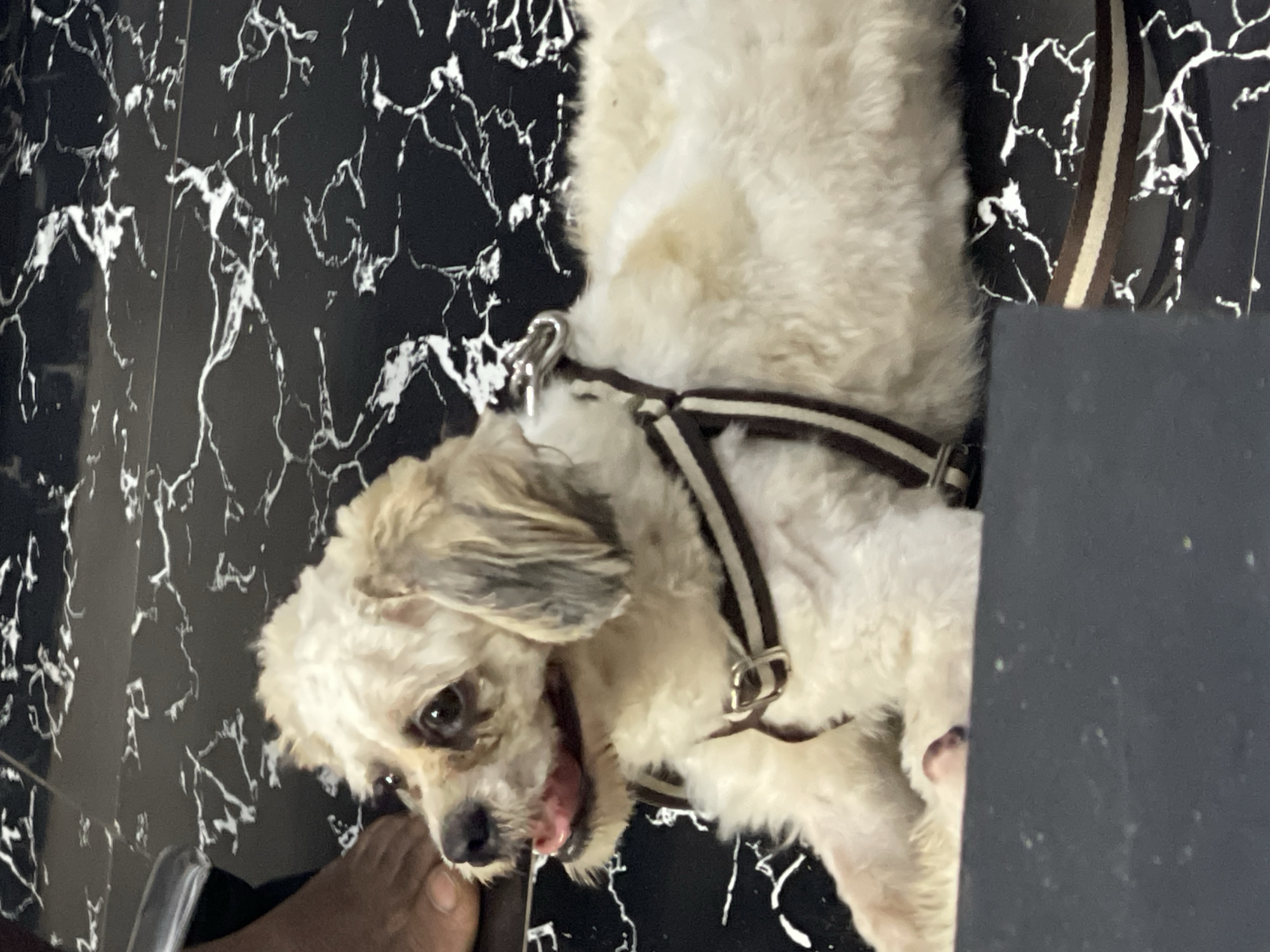 Two fluffy dogs relaxing and playing on a marble floor in Abuja
