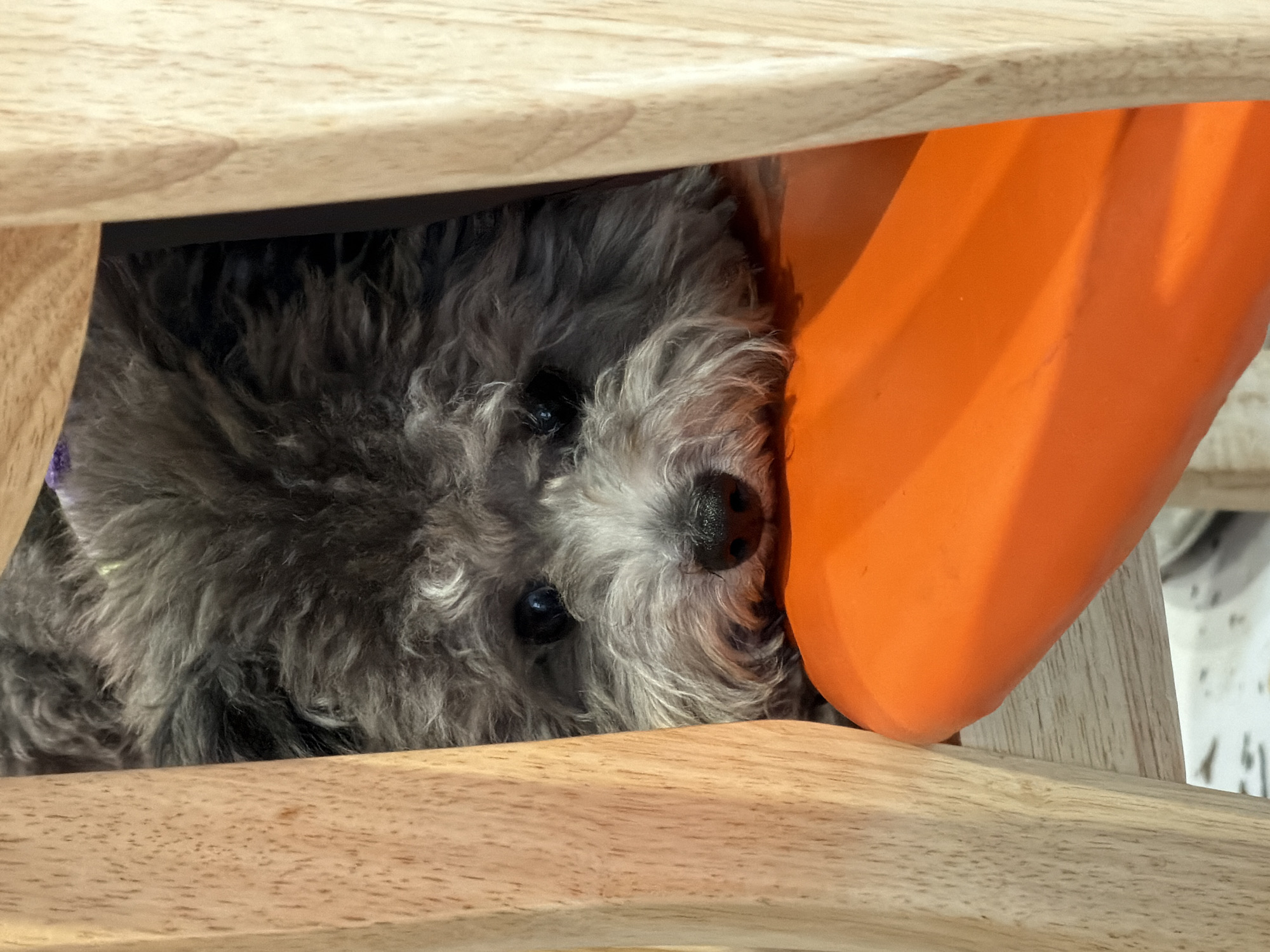 Gray dog spotted between wooden slats in Wulingyuan