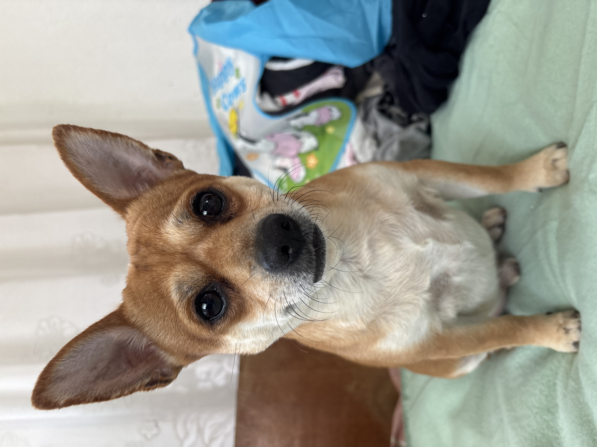 Chihuahua rests on bed among clothes in Kuklen, Bulgaria