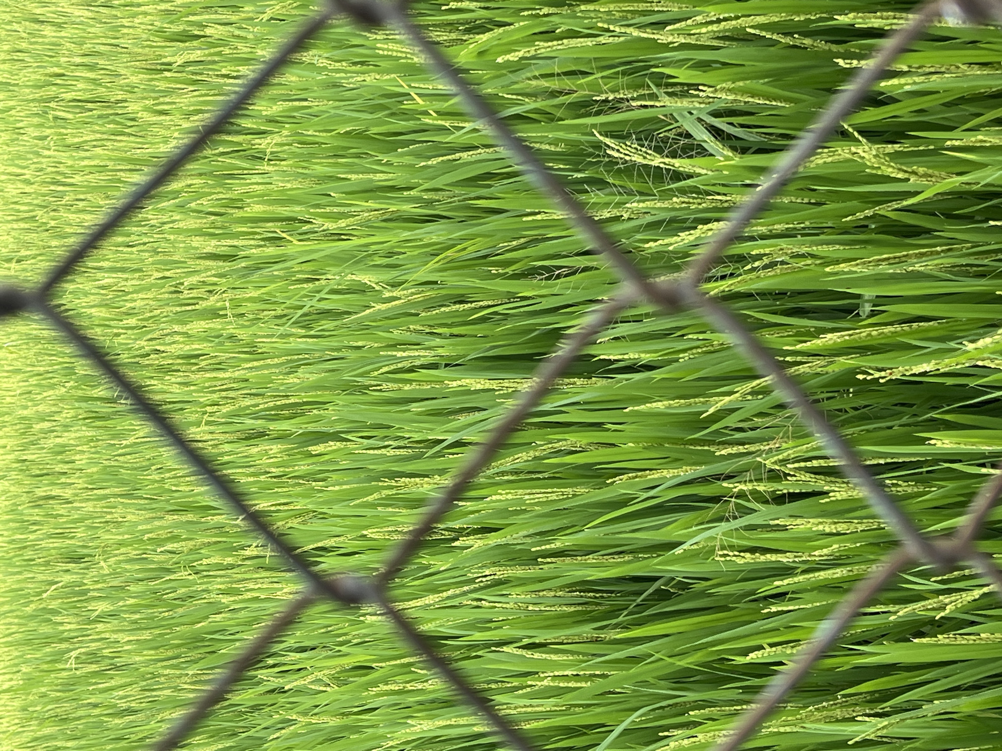Rice paddy viewed through fence in Tây Nha Trang