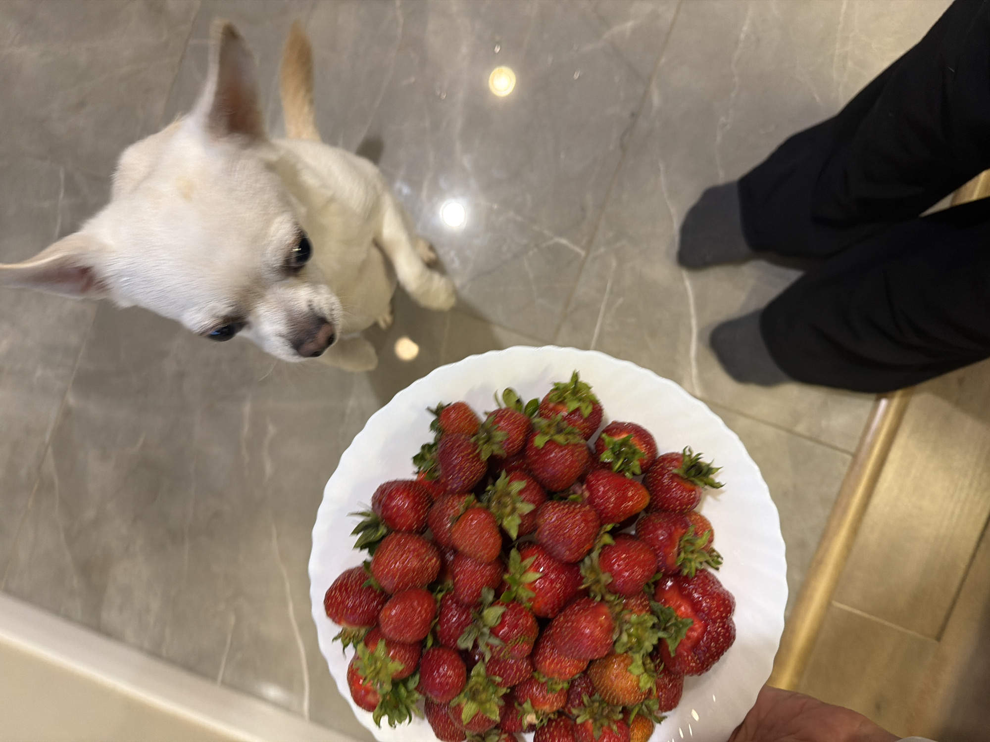 Strawberries, a curious dog, and green Russian countryside