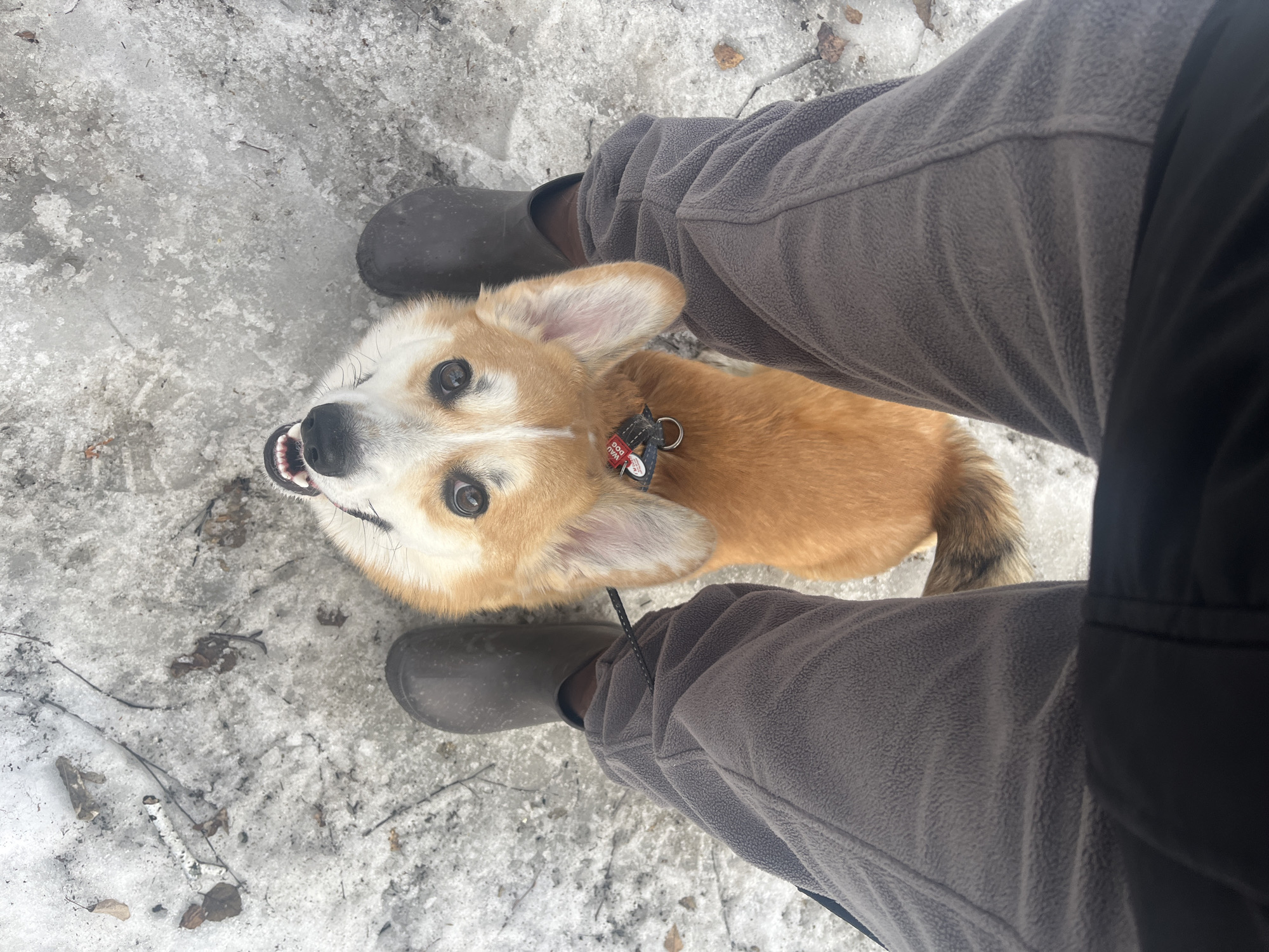Person with corgi dog spotted on snowy ground in Novosibirsk