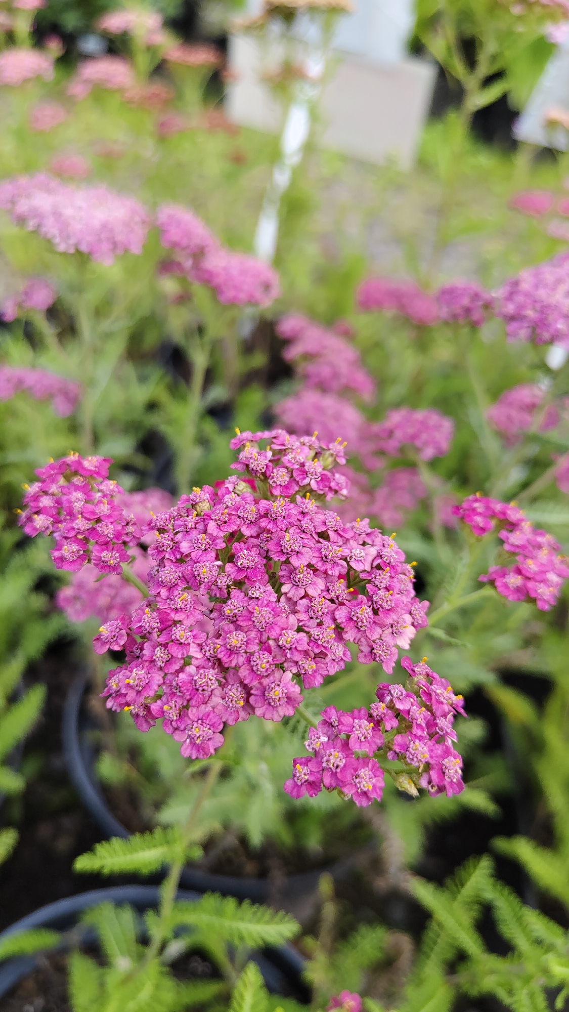 Midsummer garden flowers in close-up, Krasnoyarsk
