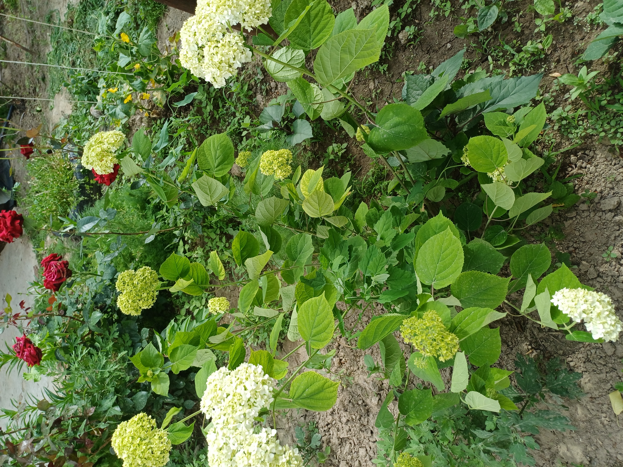 Garden vegetation documented in Kyzyl-Kyya, Kyrgyzstan