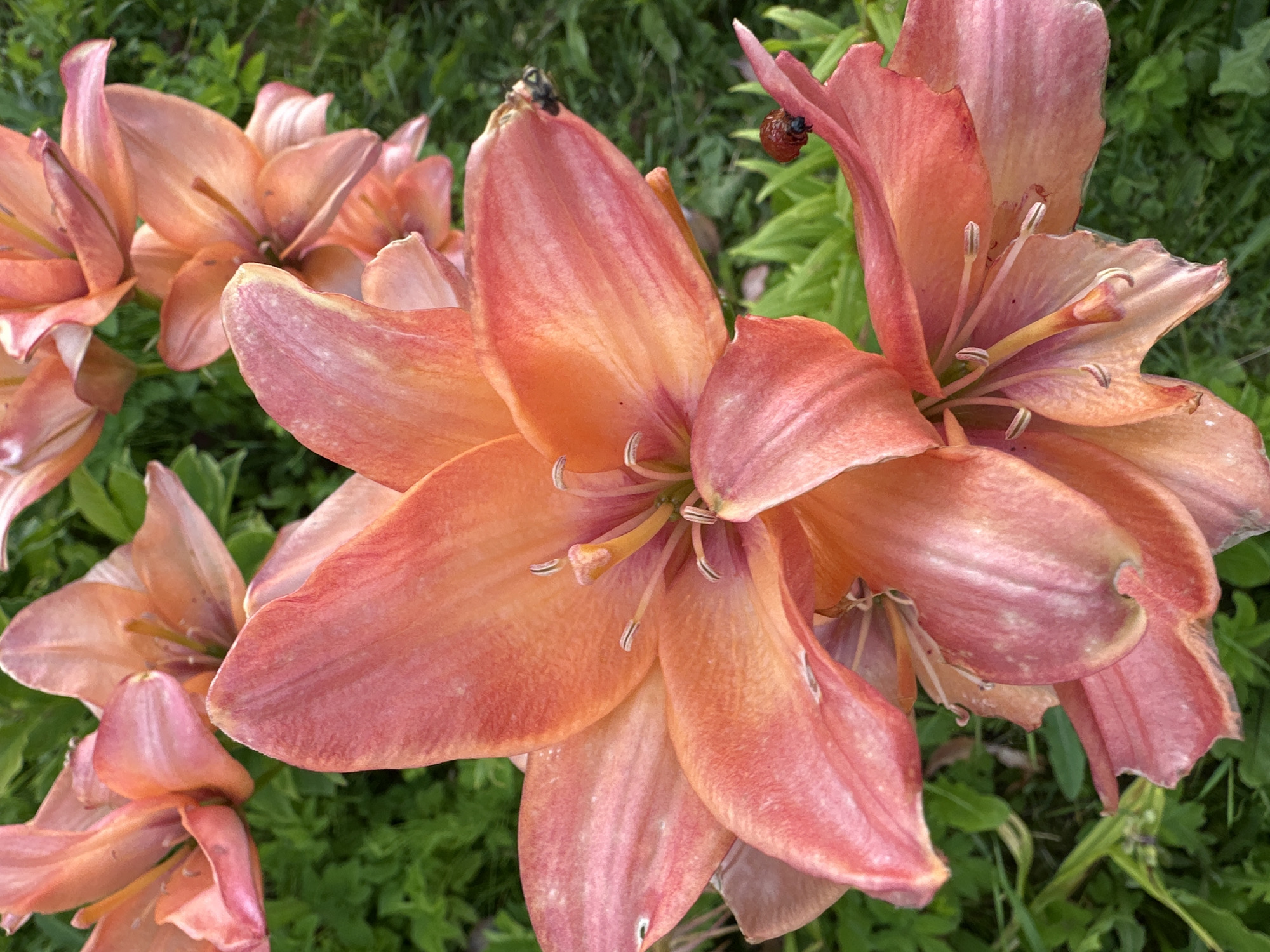 Summer garden flowers in bloom, Tilteliai, Lithuania