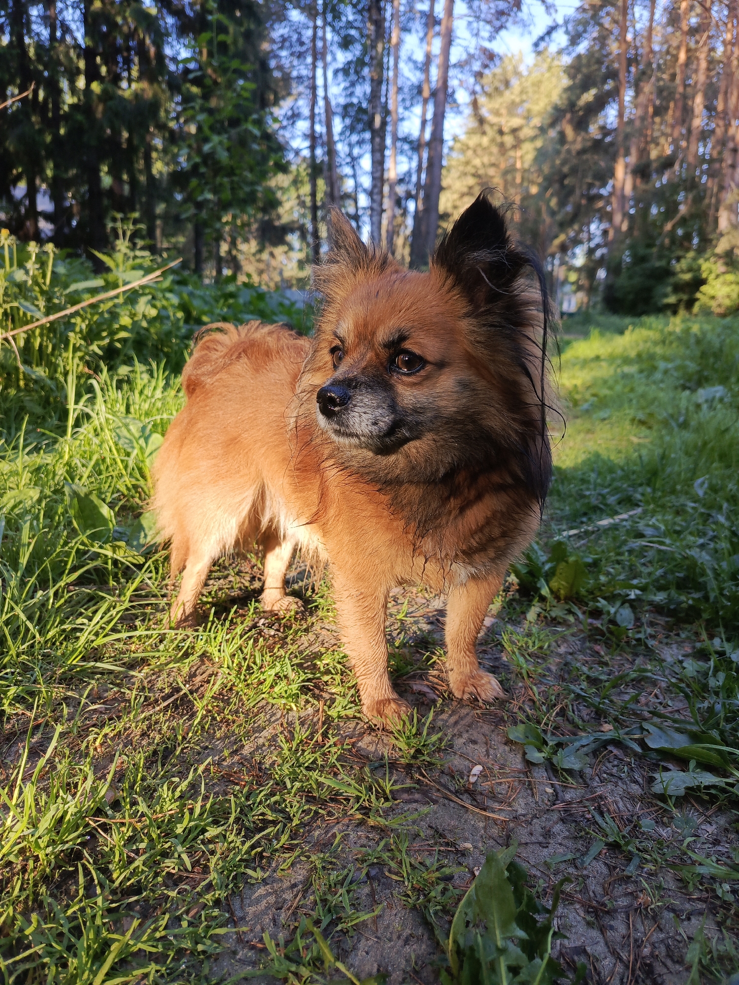 Spring night walk documented in Chaikovsky, Russia with dog