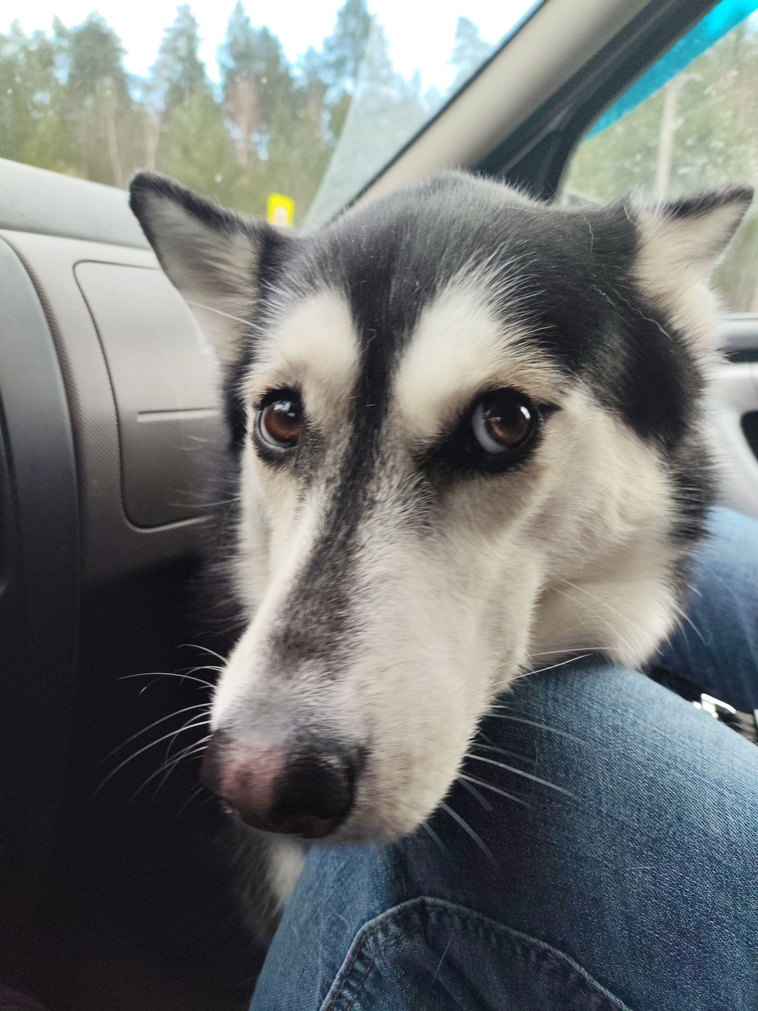 Husky dog rests on person's lap in Chaykovsky